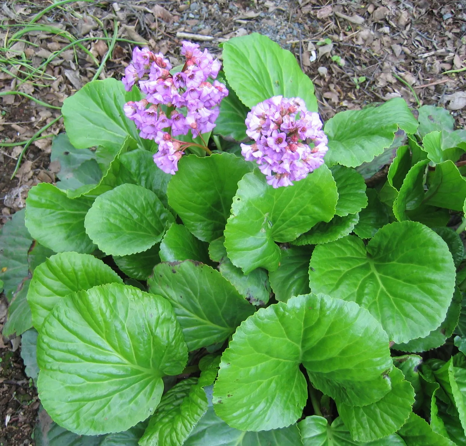 Heartleaf Bergenia (Bergenia Cordifolia) — Hardy in zones 3-8, it thrives in part shade and moist, well-drained soil