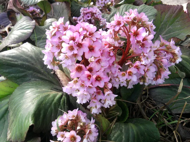 Heartleaf Bergenia (Bergenia Cordifolia) — Bergenia cordifolia, commonly known as Heartleaf Bergenia, is an evergreen perennial