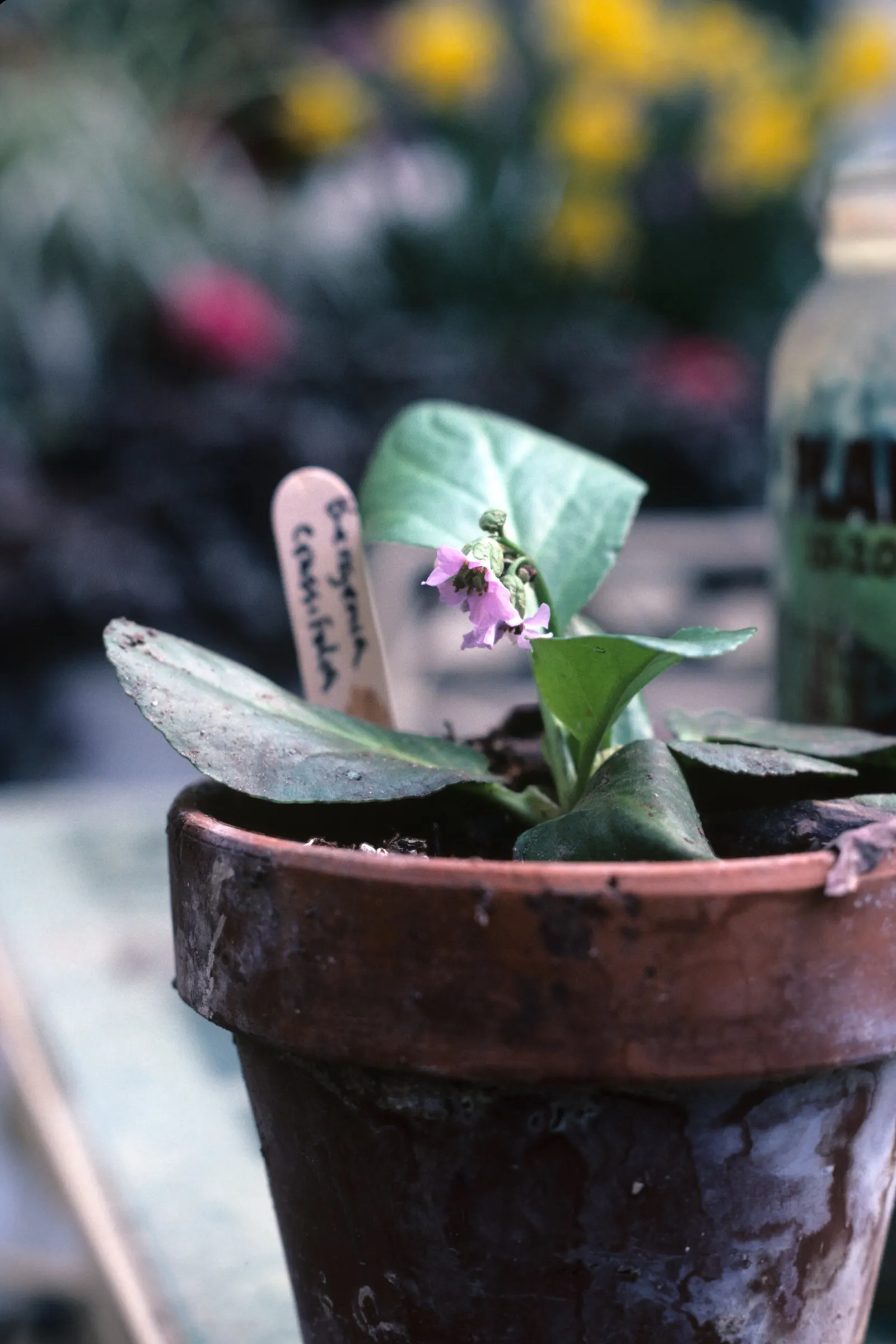 Heartleaf Bergenia (Bergenia Cordifolia) — Ideal for ground cover or border fronts