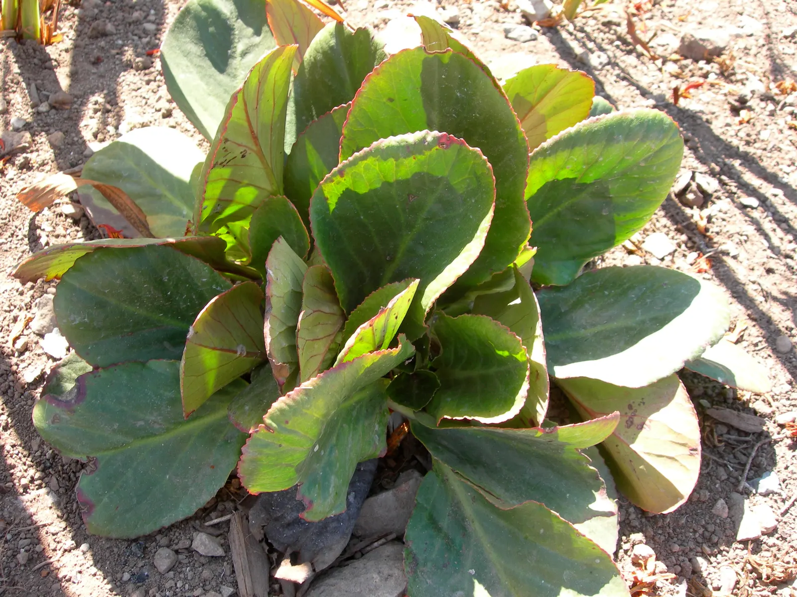 Heartleaf Bergenia (Bergenia Cordifolia) — It boasts thick, heart-shaped leaves reaching up to 8 inches across, with a leathery texture