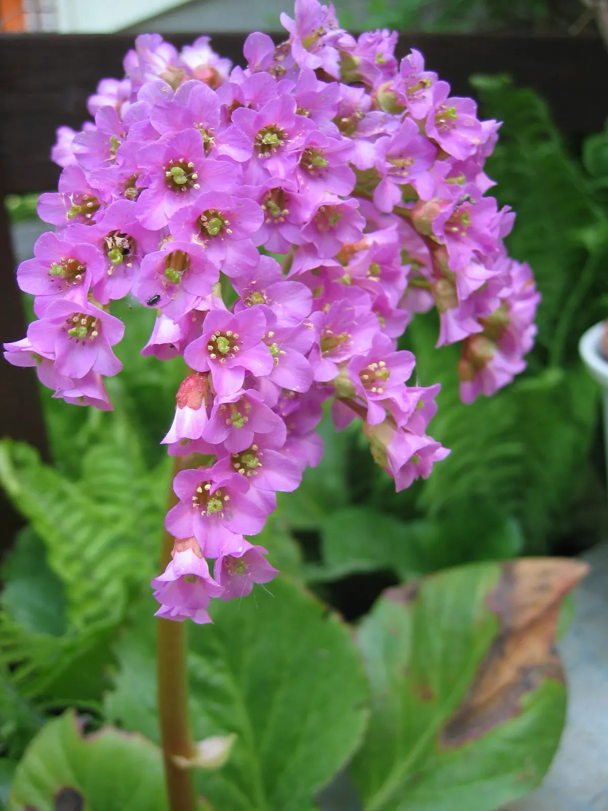 Heartleaf Bergenia (Bergenia Cordifolia) — scientifically known as Bergenia cordifolia