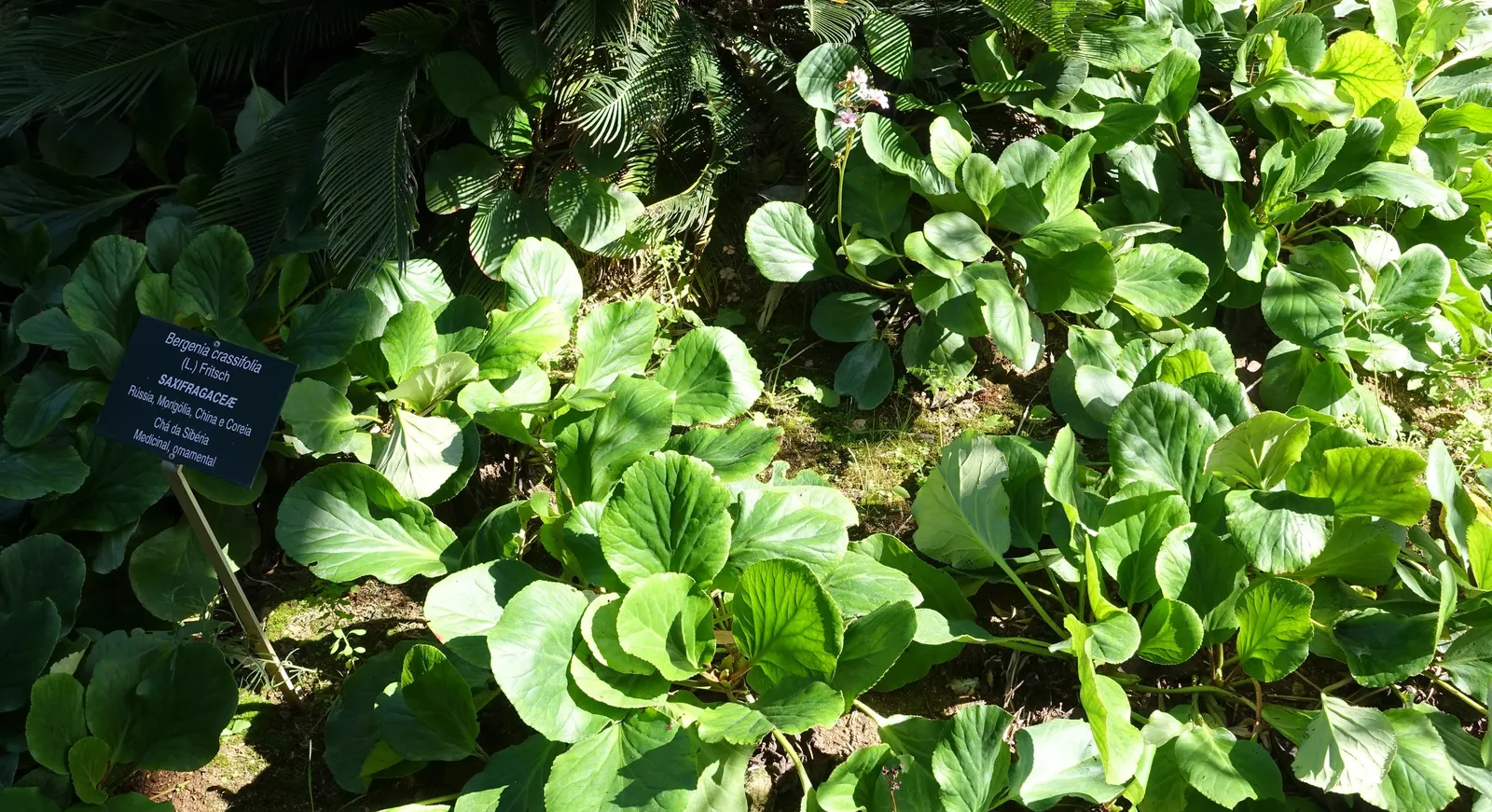 Heartleaf Bergenia (Bergenia Cordifolia) — providing aesthetic appeal across seasons.<br><br>During spring