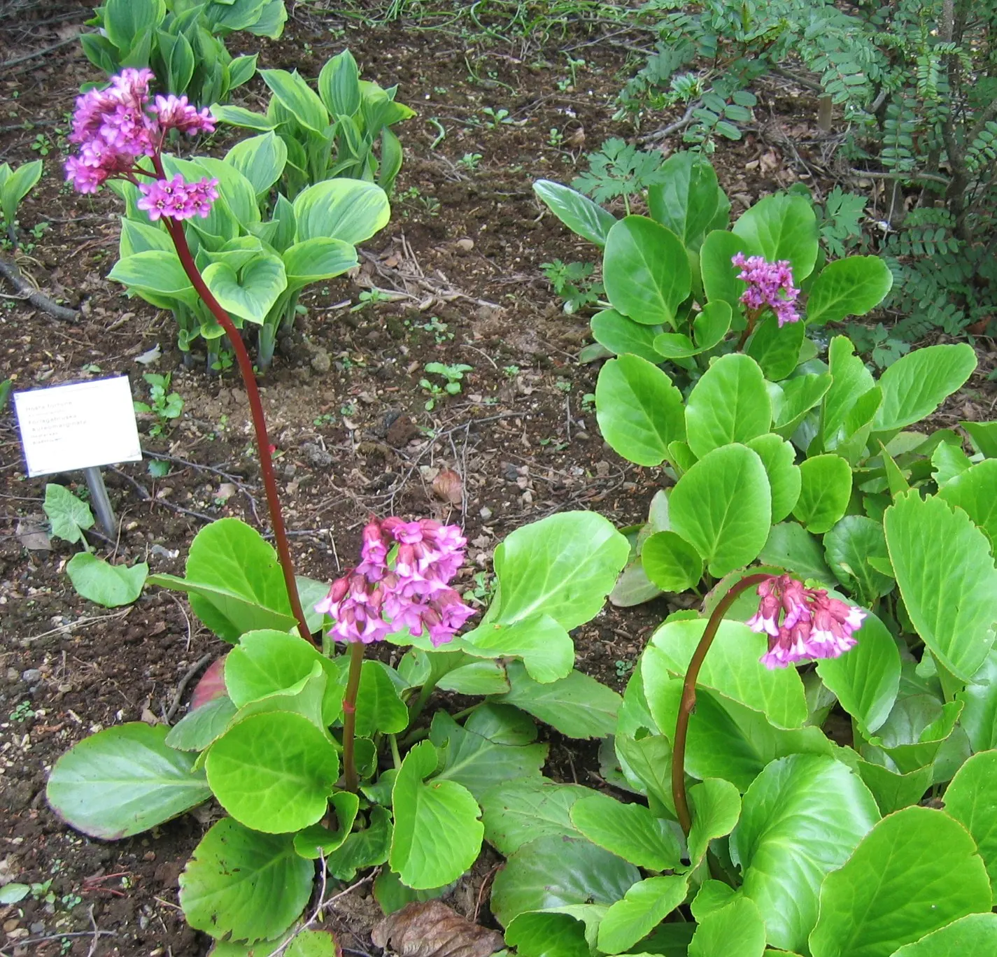 Heartleaf Bergenia (Bergenia Cordifolia) — In spring, erect flower stems rise to 12-18 inches, adorned with dense clusters of pink blossoms