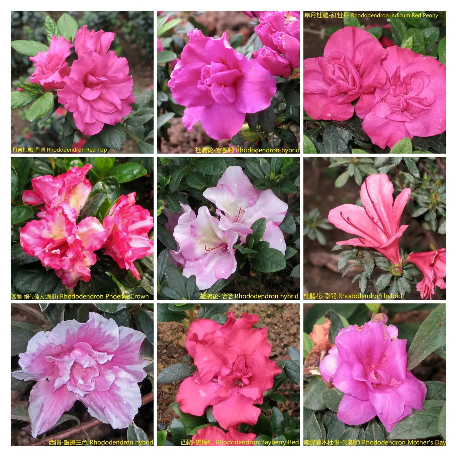 Azalea (Rhododendron Indicum) — ensure soil does not become waterlogged.<br><br>Generally; partial shade optimizes their flower production, image 50