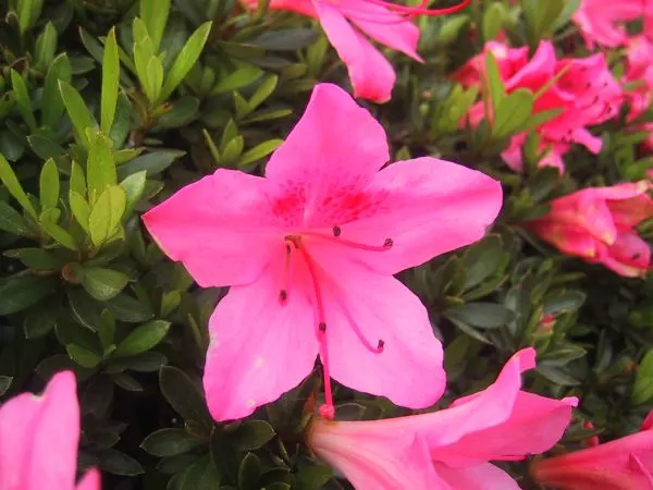 Azalea (Rhododendron Indicum) — Empower their growth with an annual application of a slow-release; allowing them to fit gracefully into borders or, image 73