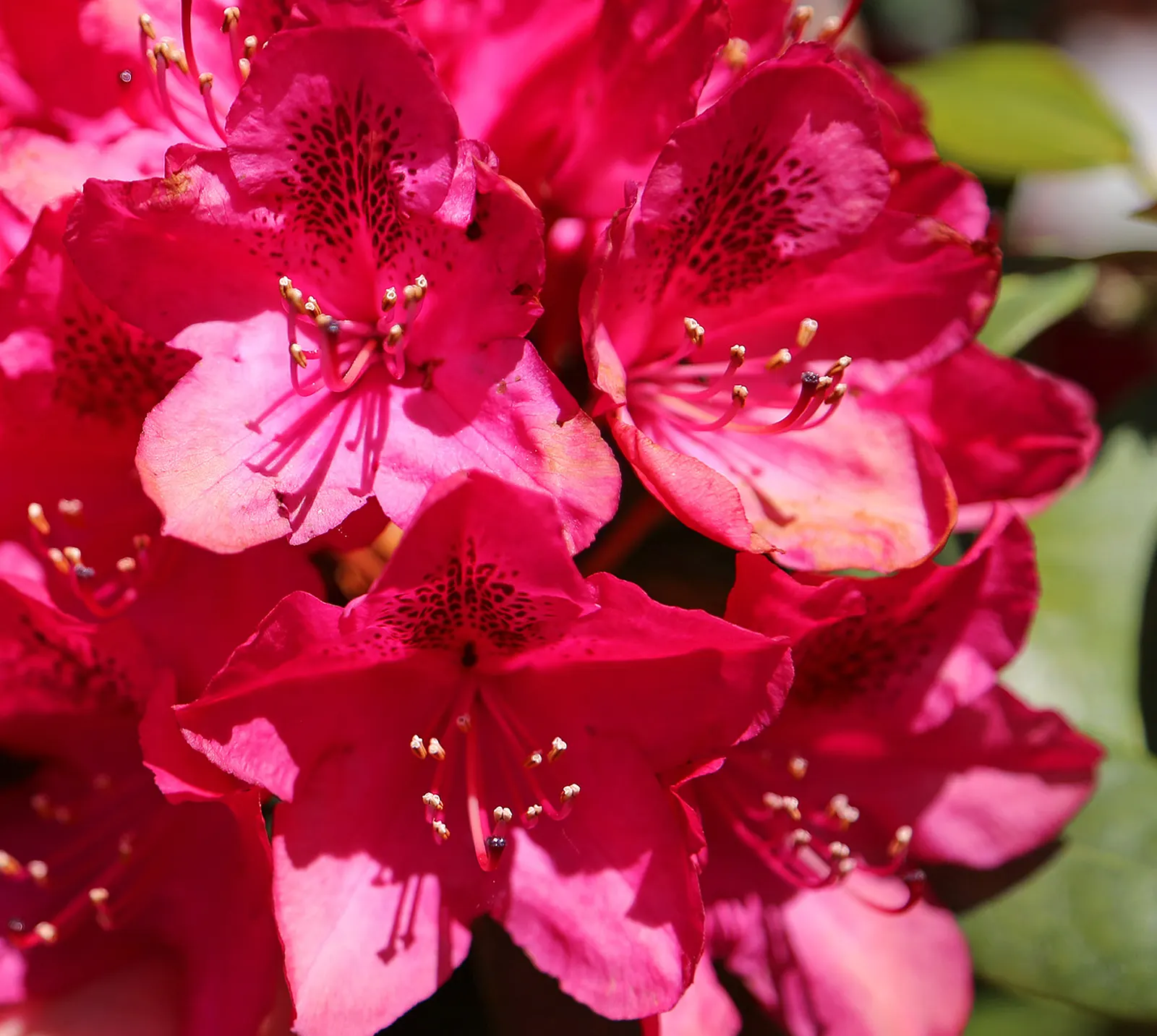 Azalea (Rhododendron Indicum) — shrub with pink blooms; recognized for its vivid blooms and variety of colors, image 75