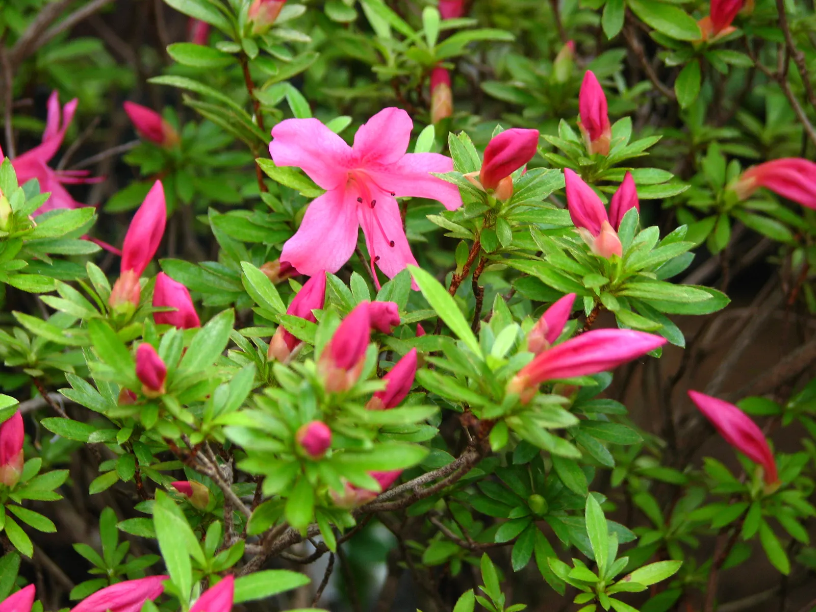 Azalea (Rhododendron Indicum) — they reach a height of 2 to 8 feet and a spread of 2 to 4 feet; ensure soil does not become waterlogged.<br><br>Generally