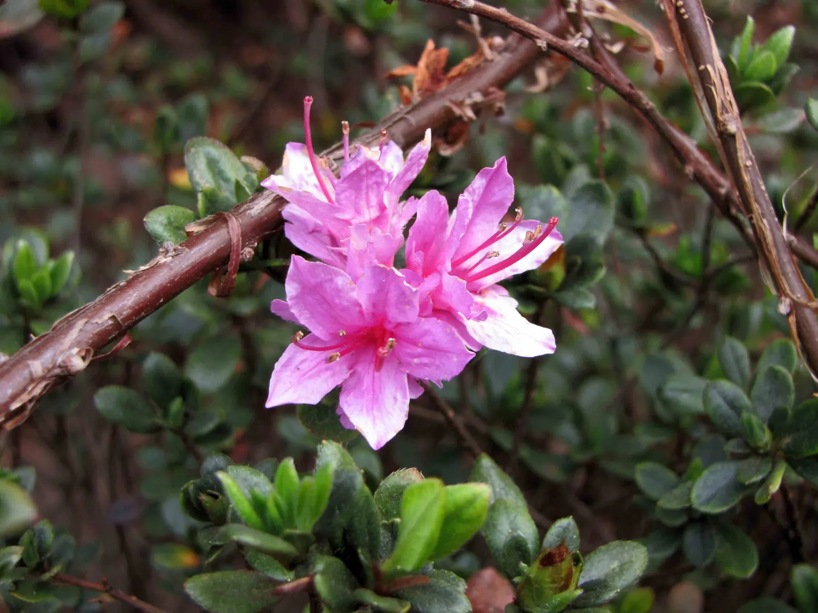 Azalea (Rhododendron Indicum) — ensure soil does not become waterlogged.<br><br>Generally; partial shade optimizes their flower production, image 69