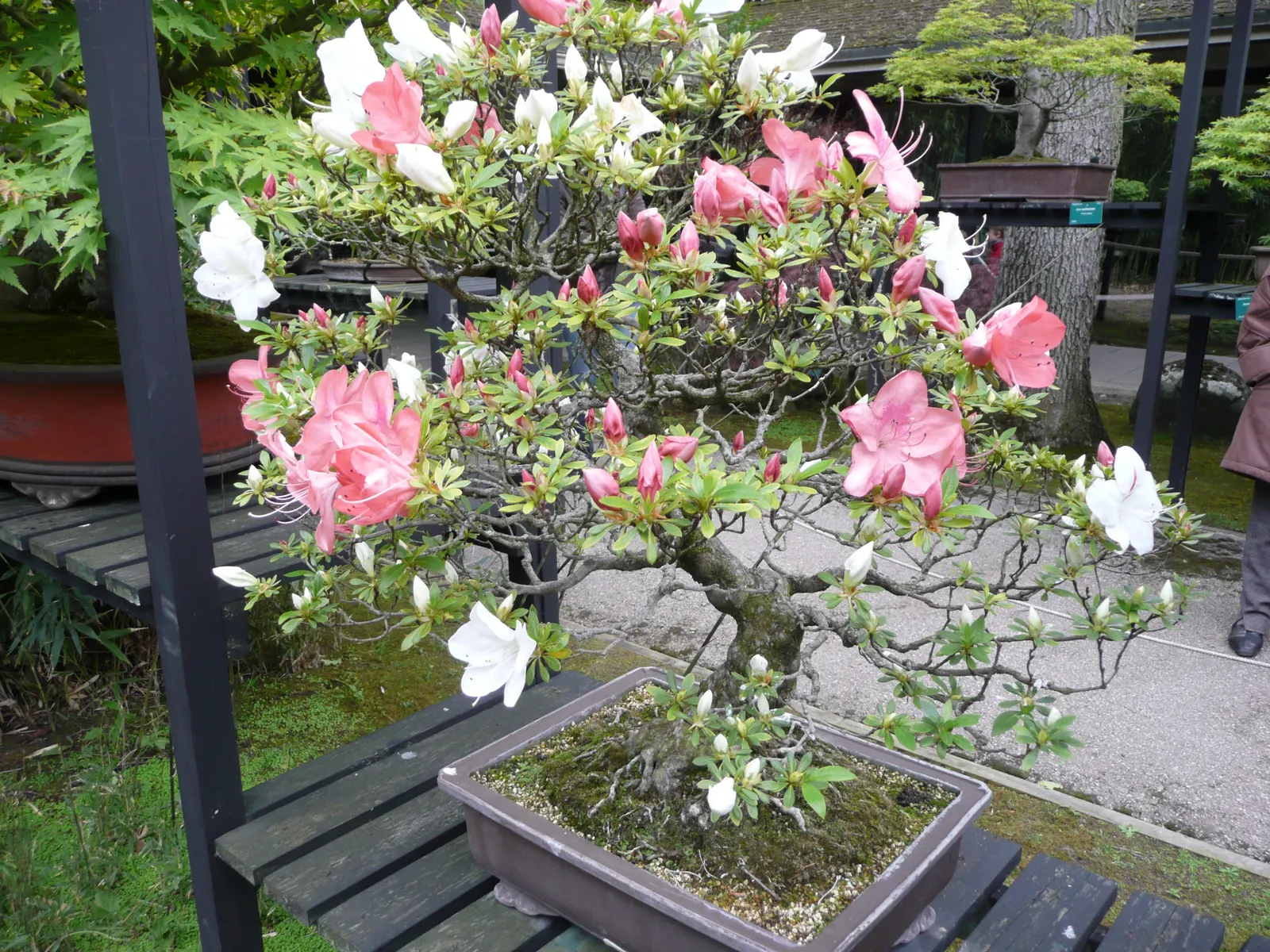 Azalea (Rhododendron Indicum) — prospering best in dappled sunlight, image 67