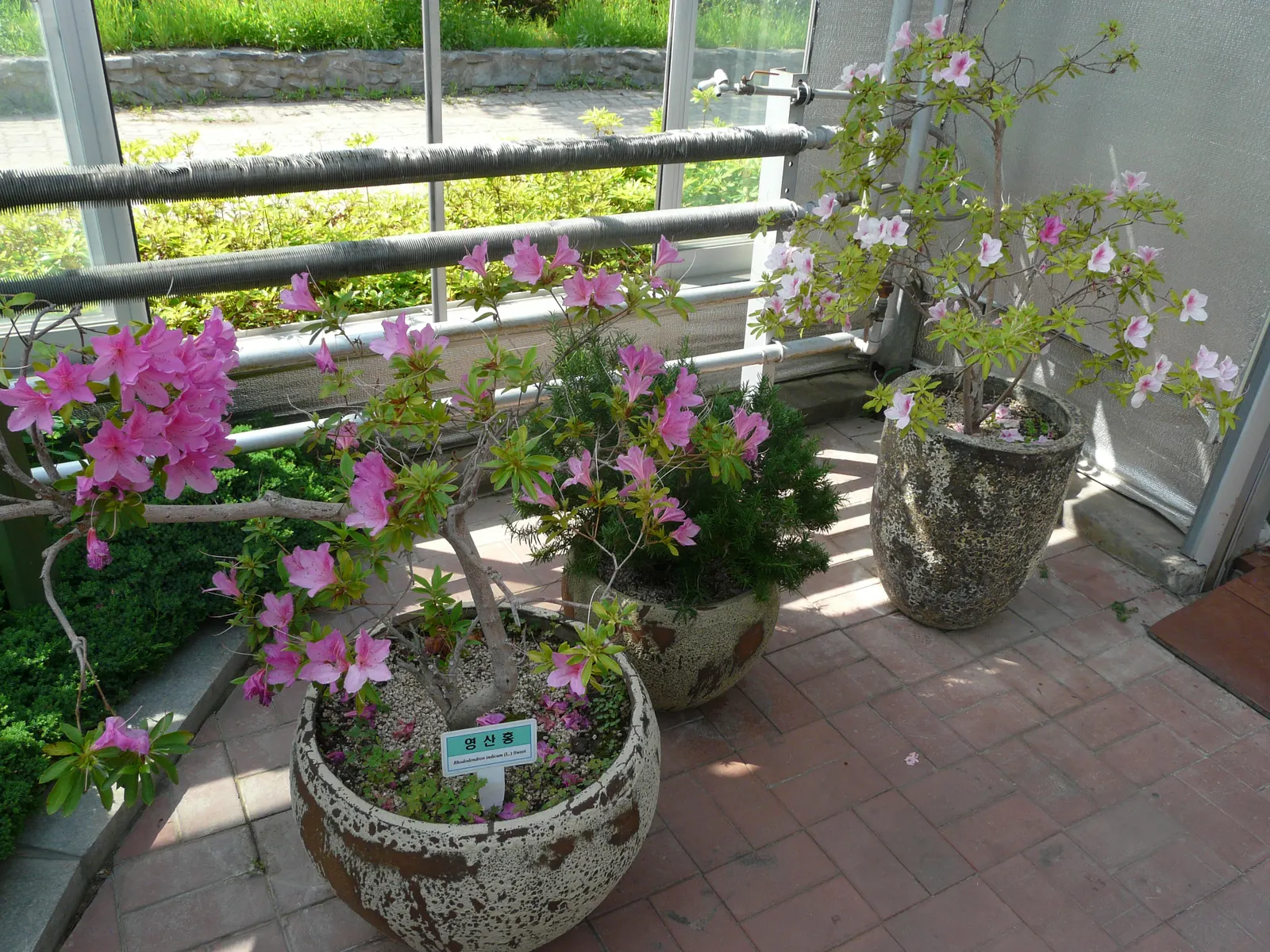 Azalea (Rhododendron Indicum) — Empower their growth with an annual application of a slow-release; allowing them to fit gracefully into borders or, image 54