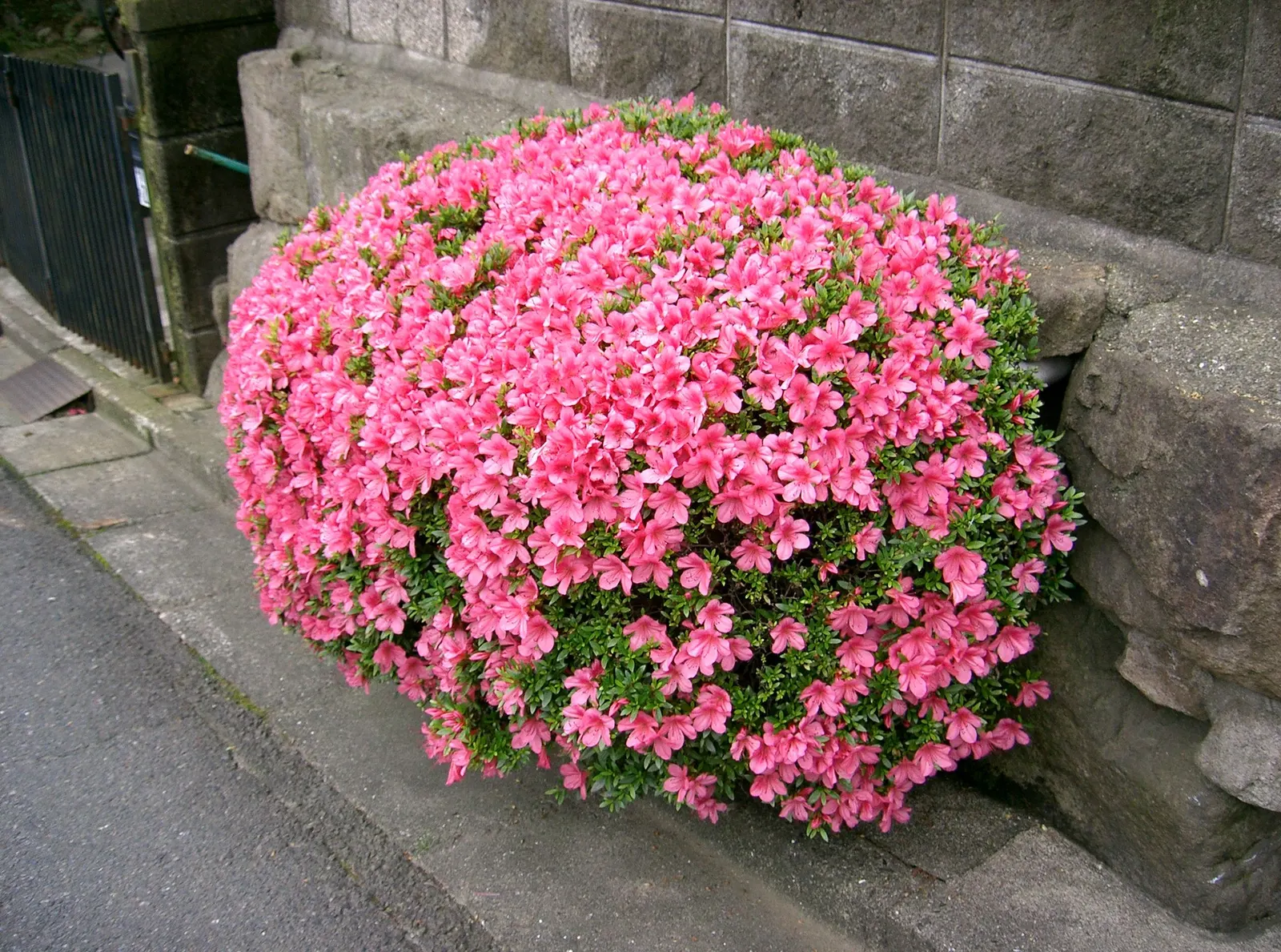 Azalea (Rhododendron Indicum) — Azaleas require regular watering and benefit from a mulch layer to maintain soil moisture; azalea (Rhododendron, image 63