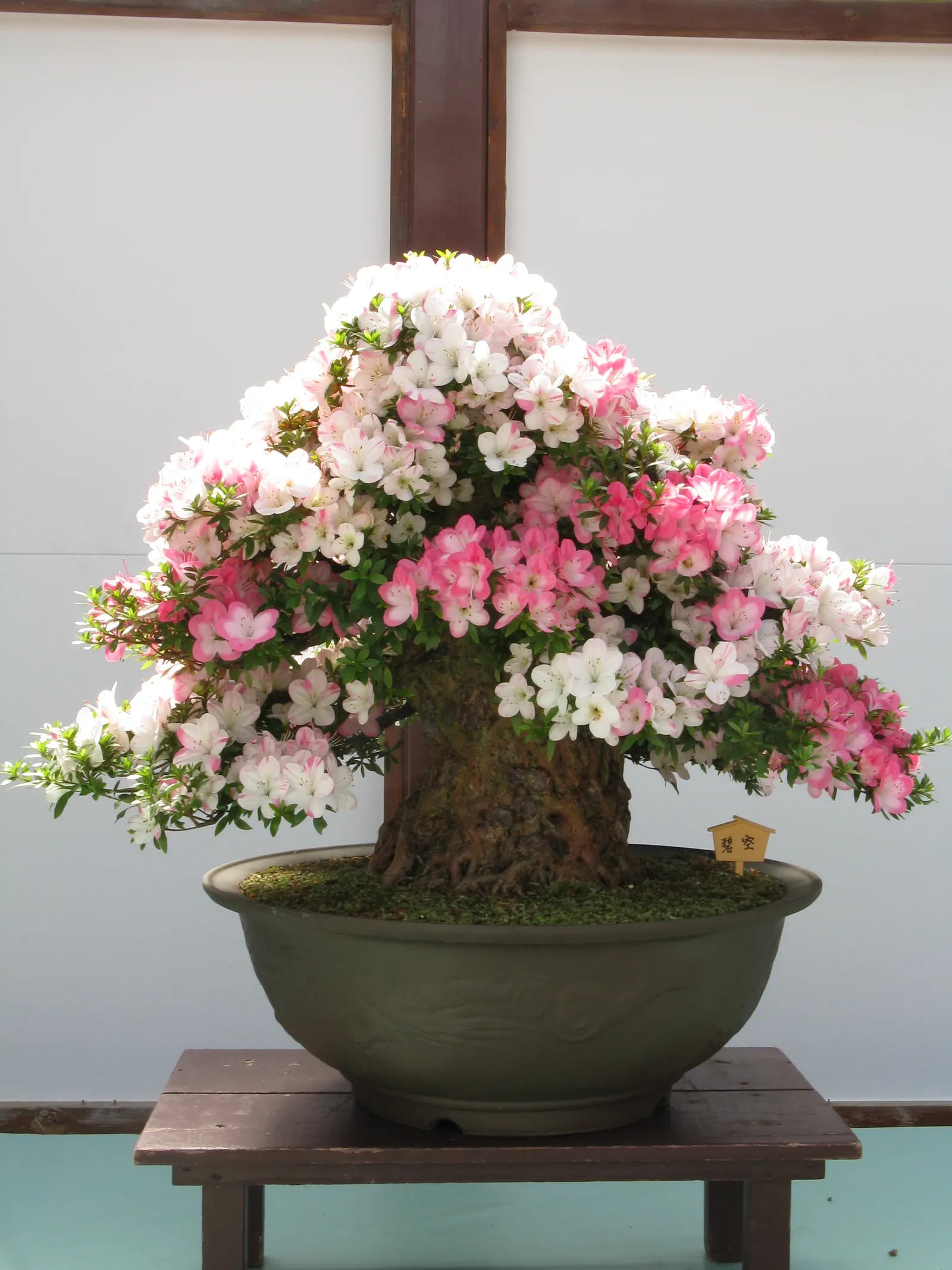 Azalea (Rhododendron Indicum) — they reach a height of 2 to 8 feet and a spread of 2 to 4 feet; ensure soil does not become, image 70