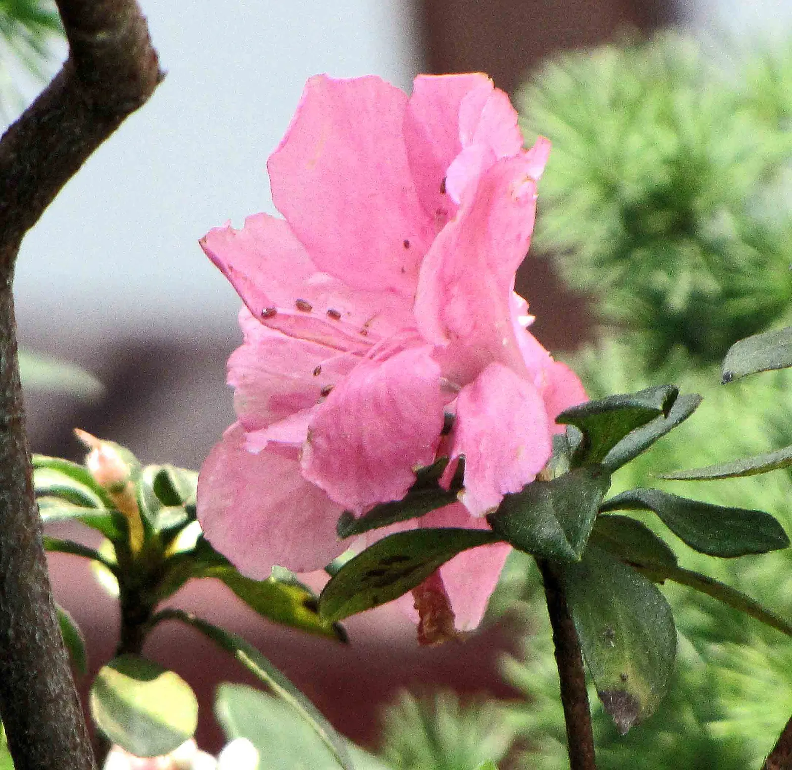 Azalea (Rhododendron Indicum) — Azaleas require regular watering and benefit from a mulch layer to maintain soil moisture; azalea (Rhododendron, image 44