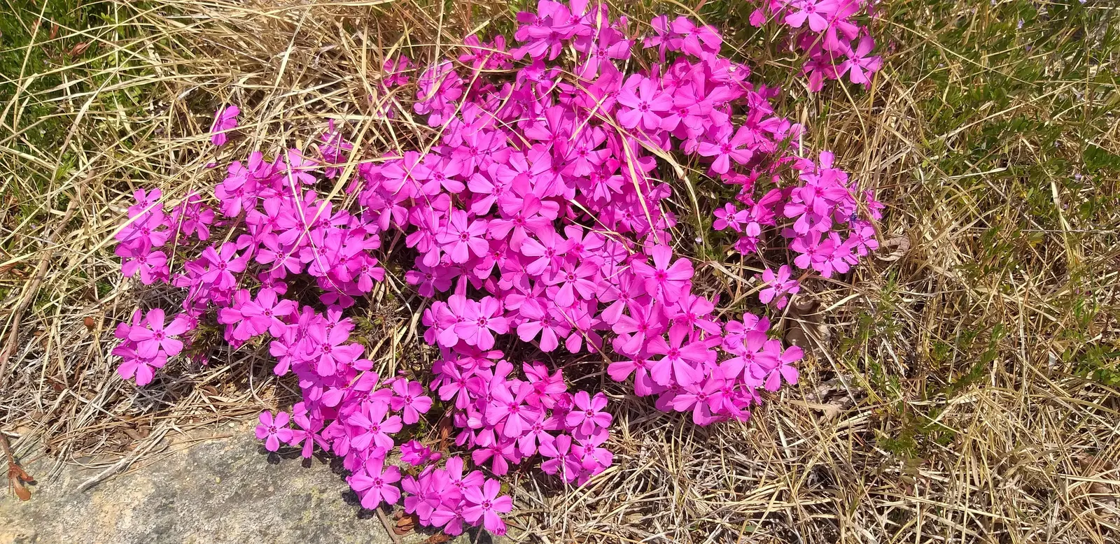 Azalea (Rhododendron Indicum) — Regular watering is needed for young plants, while mature Azaleas are more drought-tolerant; perfect for, image 72