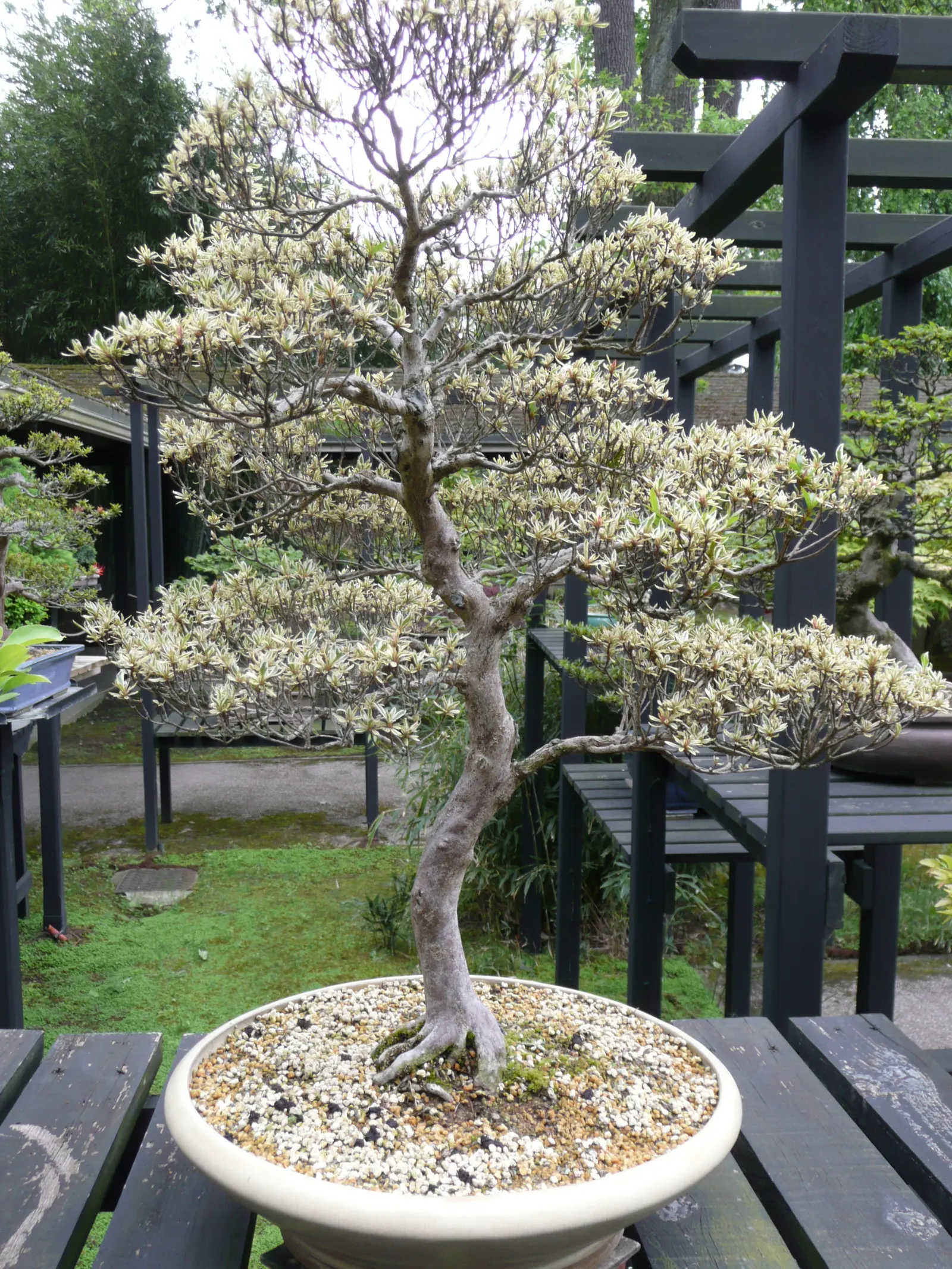 Azalea (Rhododendron Indicum) — Thriving in well-drained, acidic soil, they typically reach 2-4 feet in height with a similar spread; azaleas, image 61