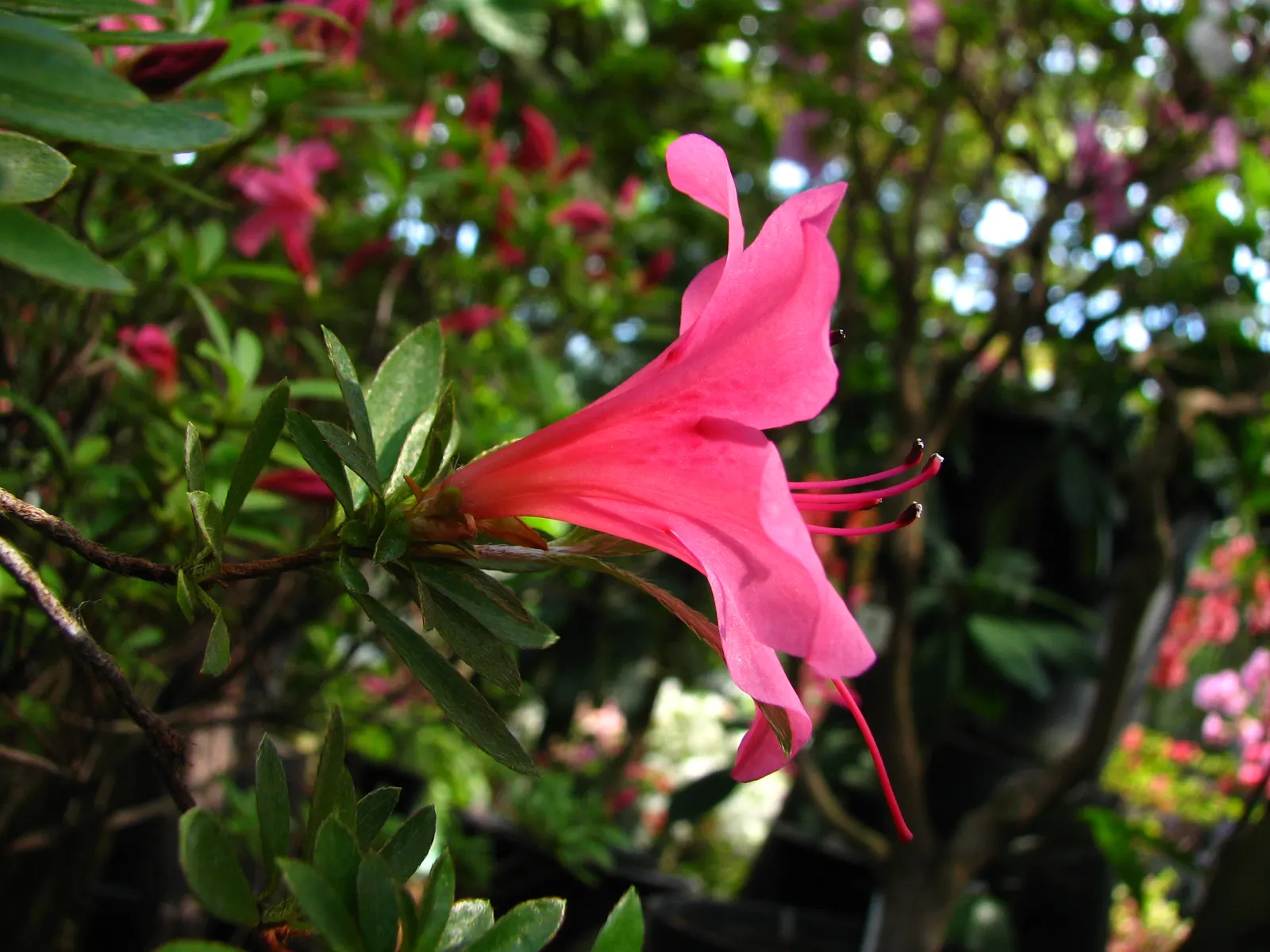 Azalea (Rhododendron Indicum) — Perfect for accentuating woodland gardens or mass plantings for a spectacular color display