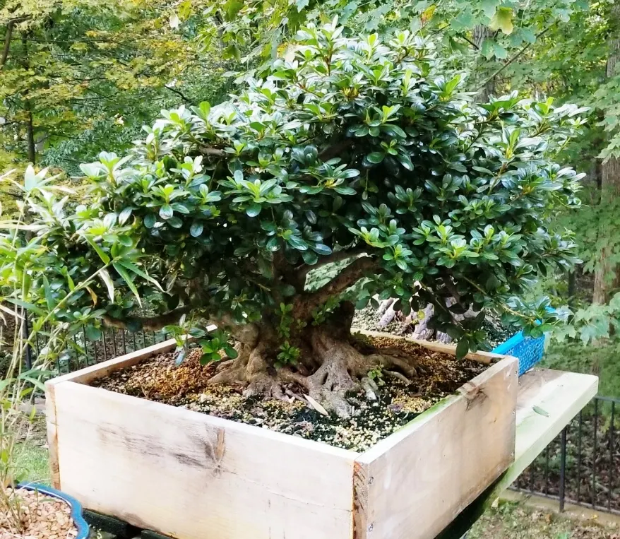 Azalea (Rhododendron Indicum) — evergreen shrub renowned for its vibrant spring blooms; an Azalea's ideal growing condition is acidic, image 78