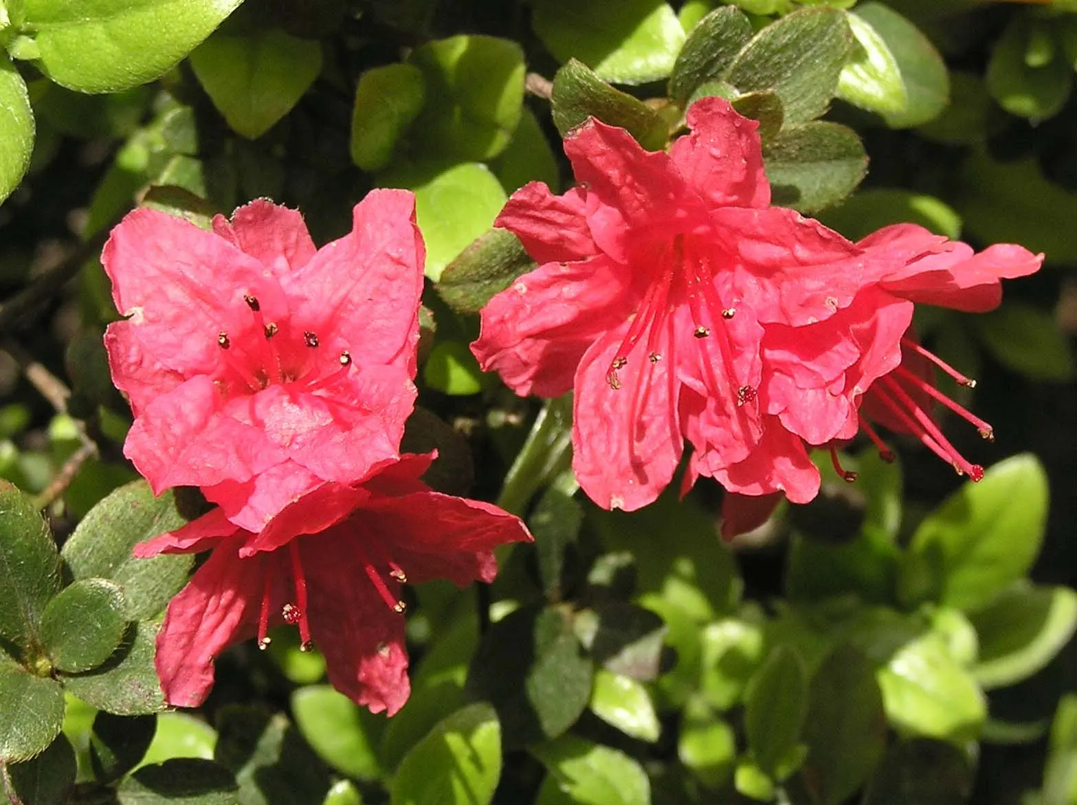 Azalea (Rhododendron Indicum) — allowing them to fit gracefully into borders or as stand-alone specimens; shrub for half, image 71