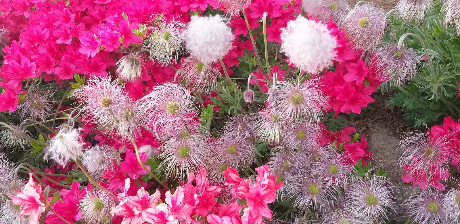 Azalea (Rhododendron Indicum) — is a popular flowering shrub well-suited for a striking accent in landscape designs; regular watering is needed for, image 65