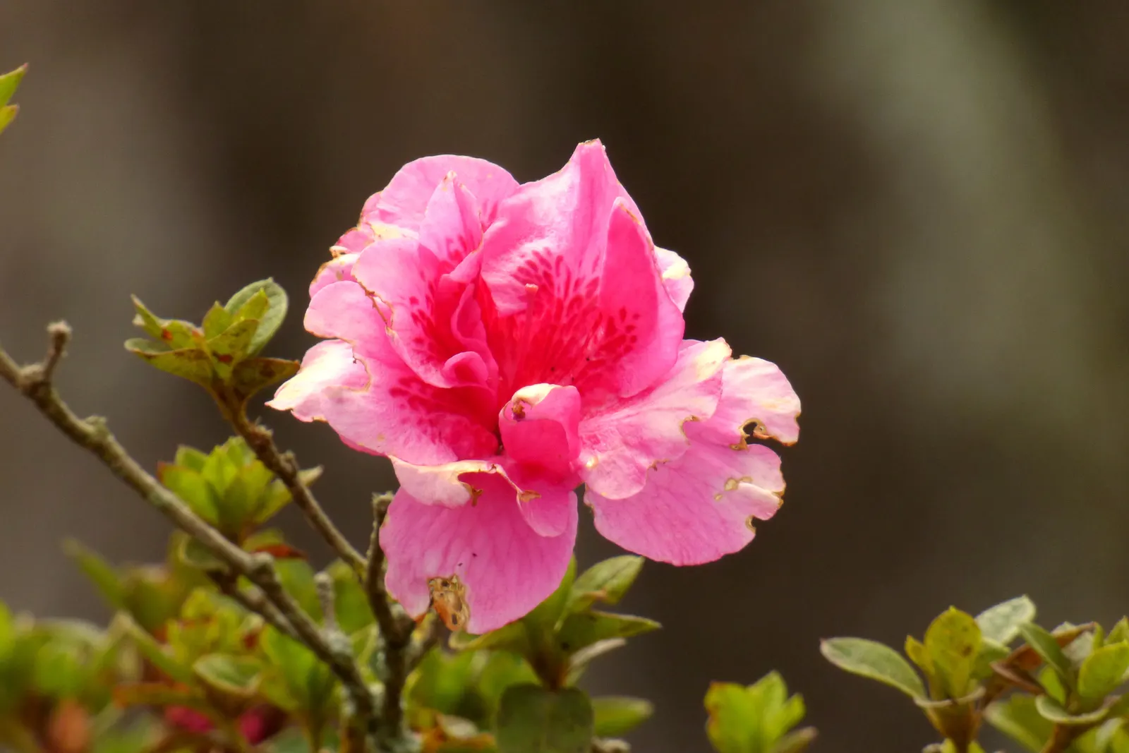 Azalea (Rhododendron Indicum) — Azaleas require regular watering and benefit from a mulch layer to maintain soil moisture; azalea (Rhododendron indicum) is a