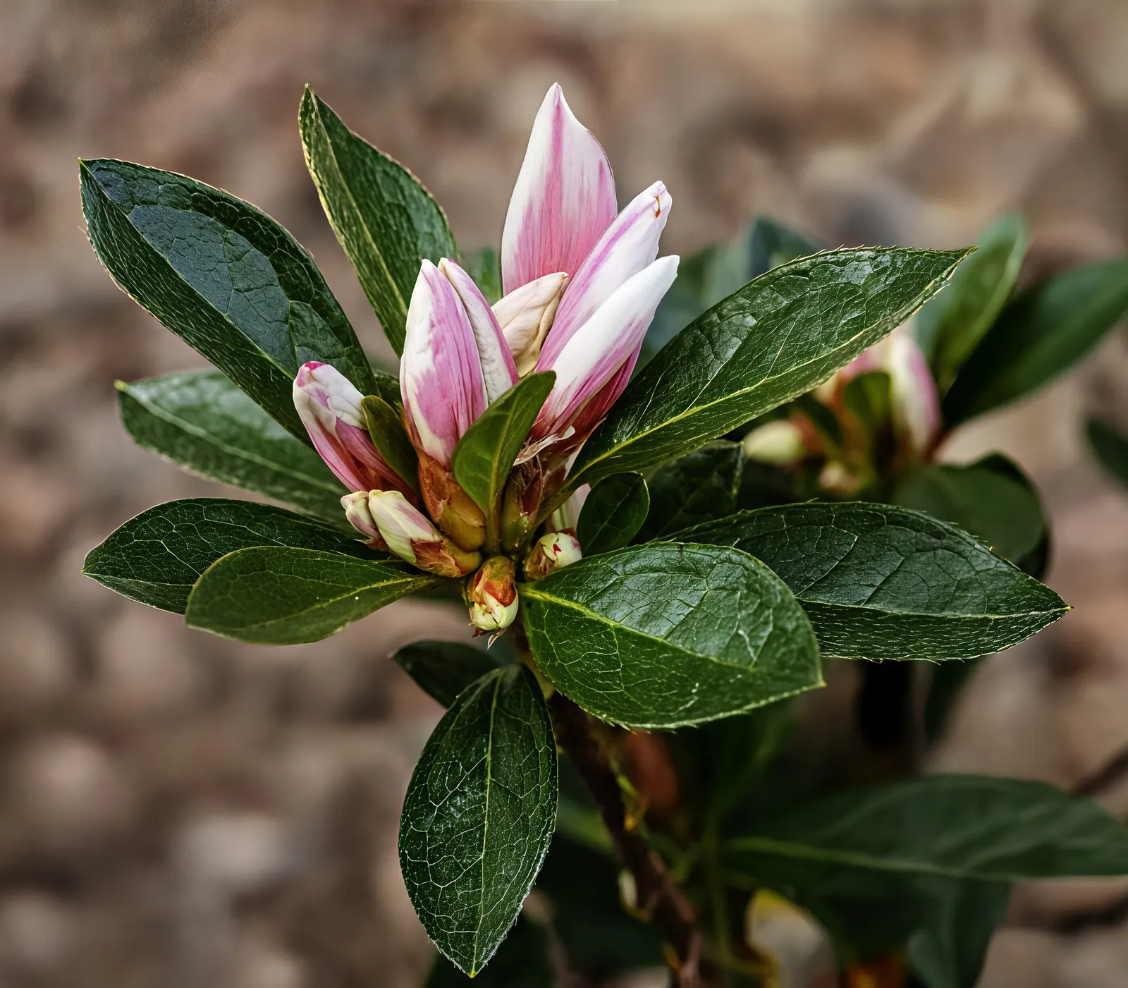 Azalea (Rhododendron Indicum) — Thriving in well-drained, acidic soil, they typically reach 2-4 feet in height with a similar spread; azaleas require regular