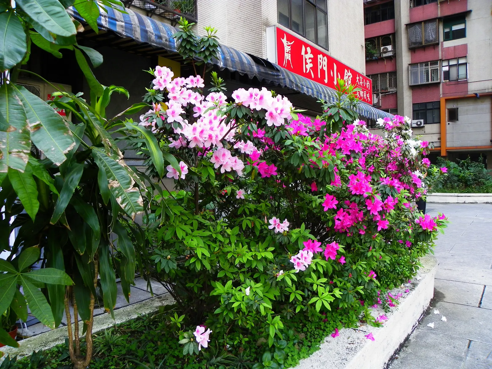 Azalea (Rhododendron Indicum) — Azalea (Rhododendron indicum) is a stunning; thriving in well-drained, acidic soil, they typically reach 2-4 feet, image 77