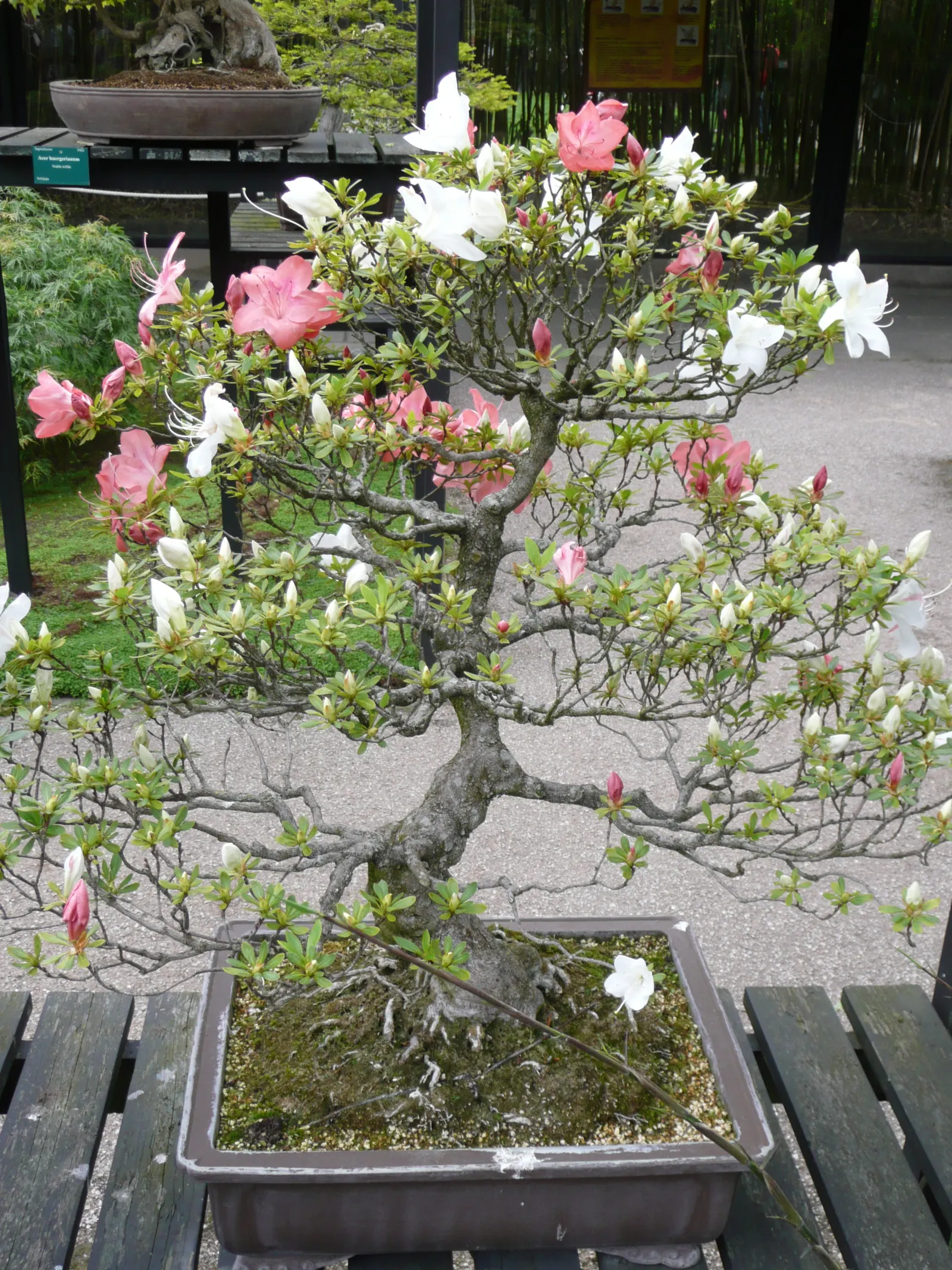 Azalea (Rhododendron Indicum) — Recognized for its vivid blooms and variety of colors; which range from white to deep red, image 66