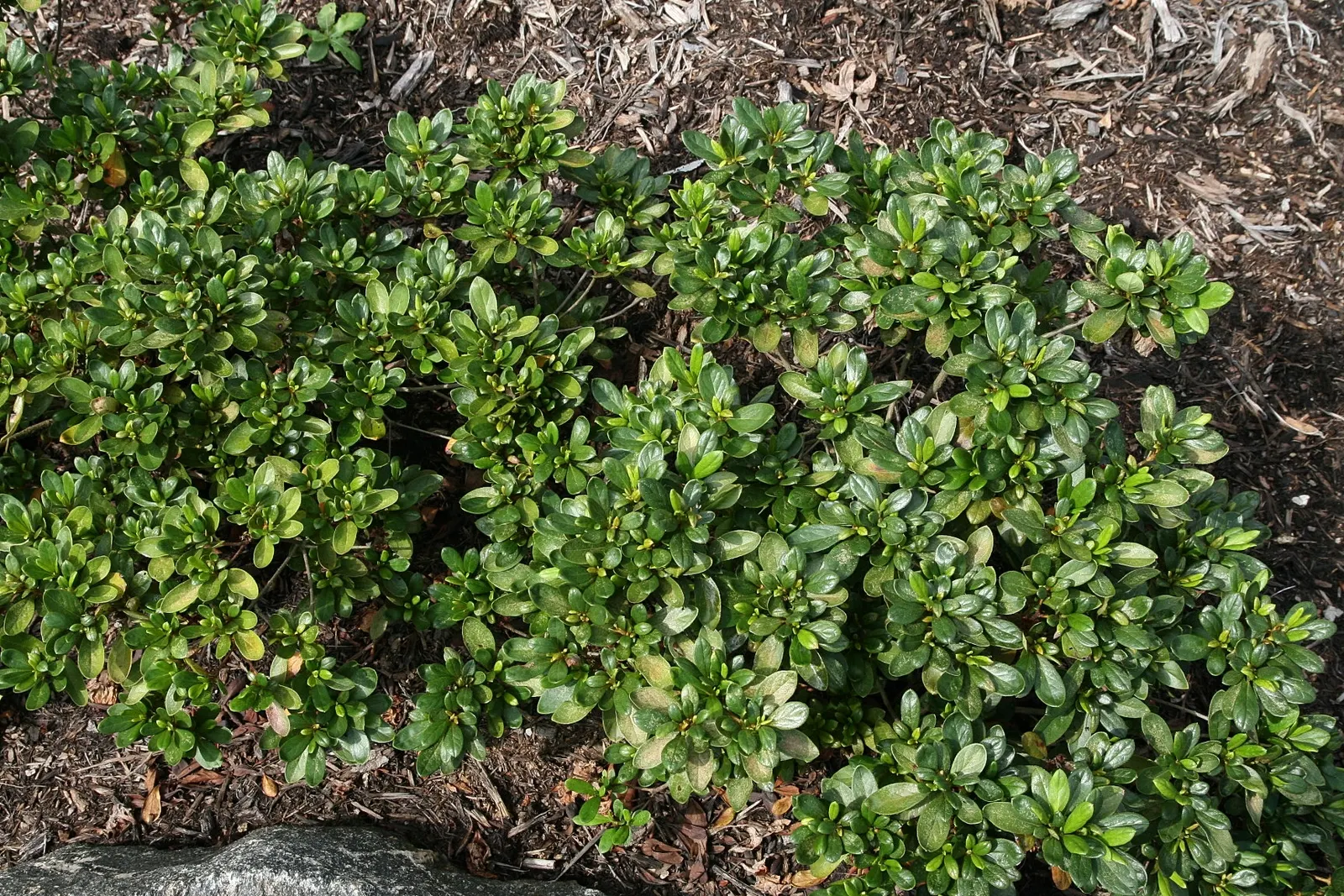 Azalea (Rhododendron Indicum) — evergreen shrub renowned for its vibrant spring blooms; an Azalea's ideal growing condition is acidic, image 59