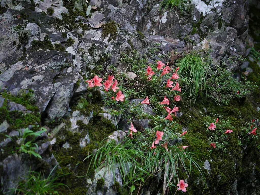 Azalea (Rhododendron Indicum) — shrub for half