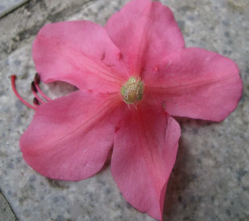 Azalea (Rhododendron Indicum) — An Azalea's ideal growing condition is acidic, well-draining soil rich in organic matter; pink flowers in the garden, image 49