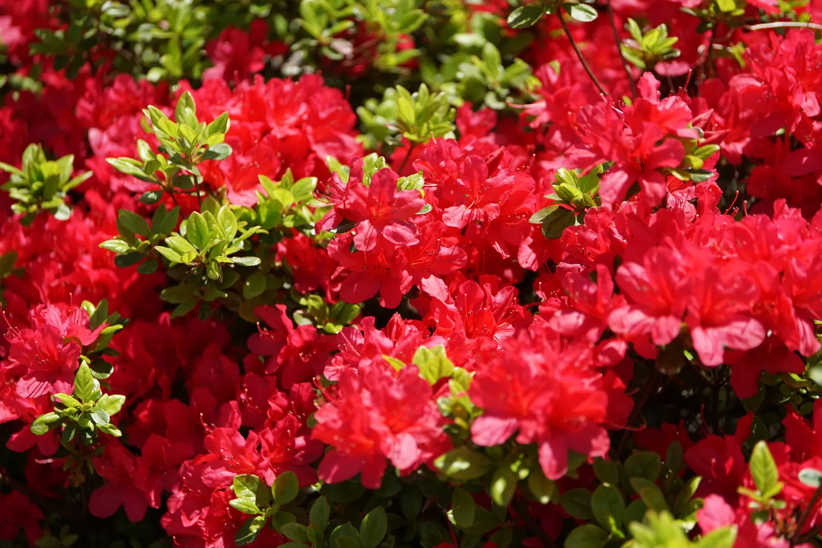 Azalea (Rhododendron Indicum) — Partial shade optimizes their flower production; they reach a height of 2 to 8 feet and a spread of 2 to 4 feet, image 62
