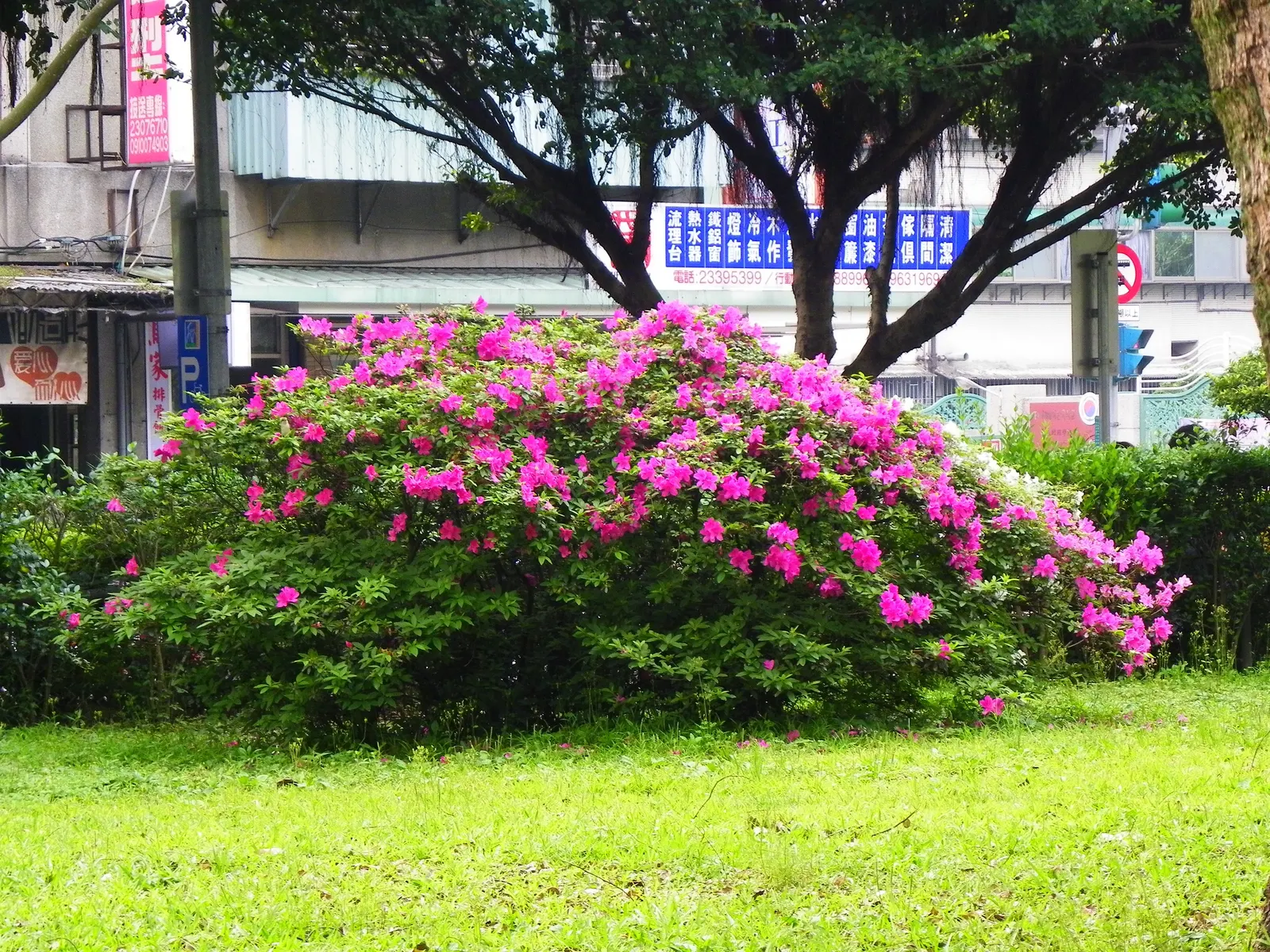 Azalea (Rhododendron Indicum) — allowing them to fit gracefully into borders or as stand-alone specimens; shrub for half, image 52
