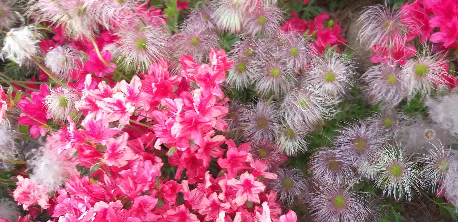 Azalea (Rhododendron Indicum) — An Azalea's ideal growing condition is acidic, well-draining soil rich in organic matter; pink flowers in the garden, image 68
