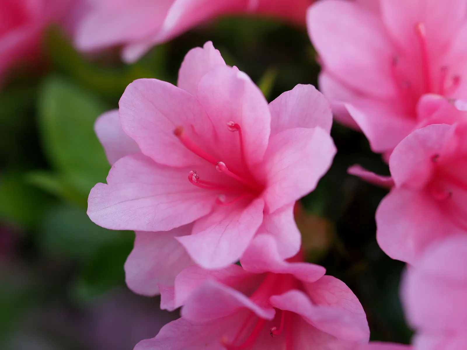 Azalea (Rhododendron Indicum) — pink flowers in the garden; evergreen shrub renowned for its vibrant spring blooms, image 74