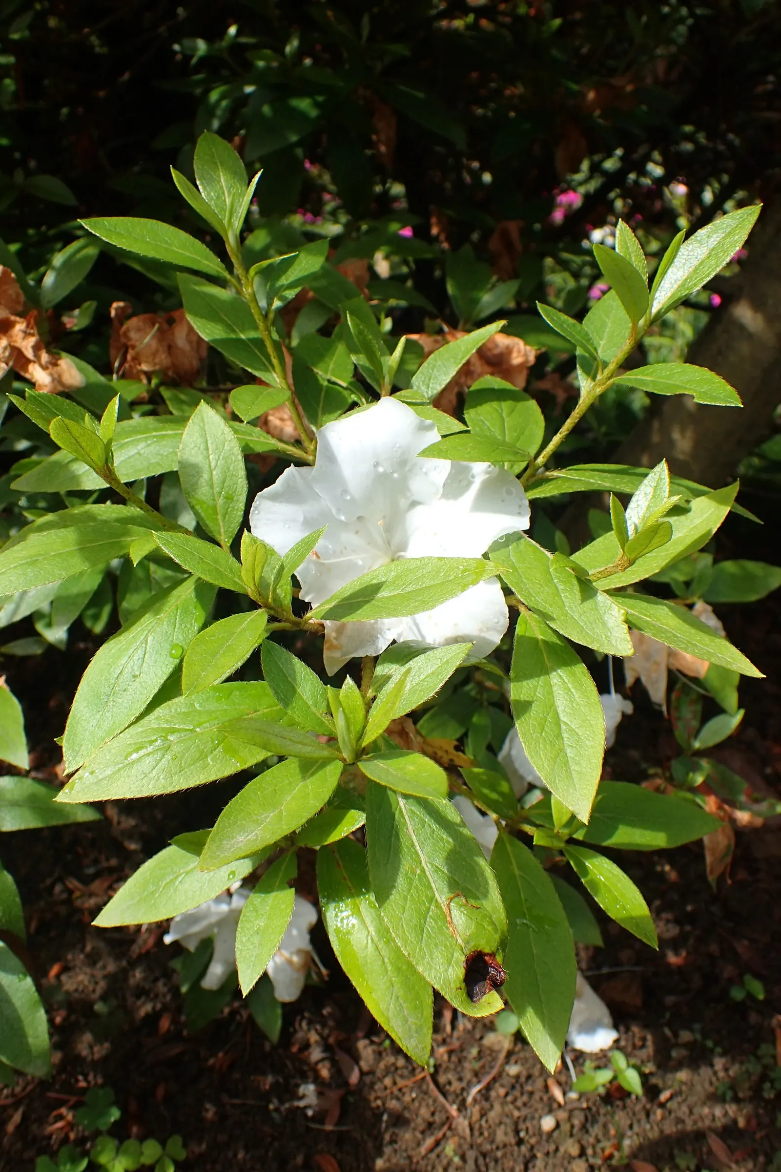 Azalea (Rhododendron Indicum) — which range from white to deep red; shrub with pink blooms