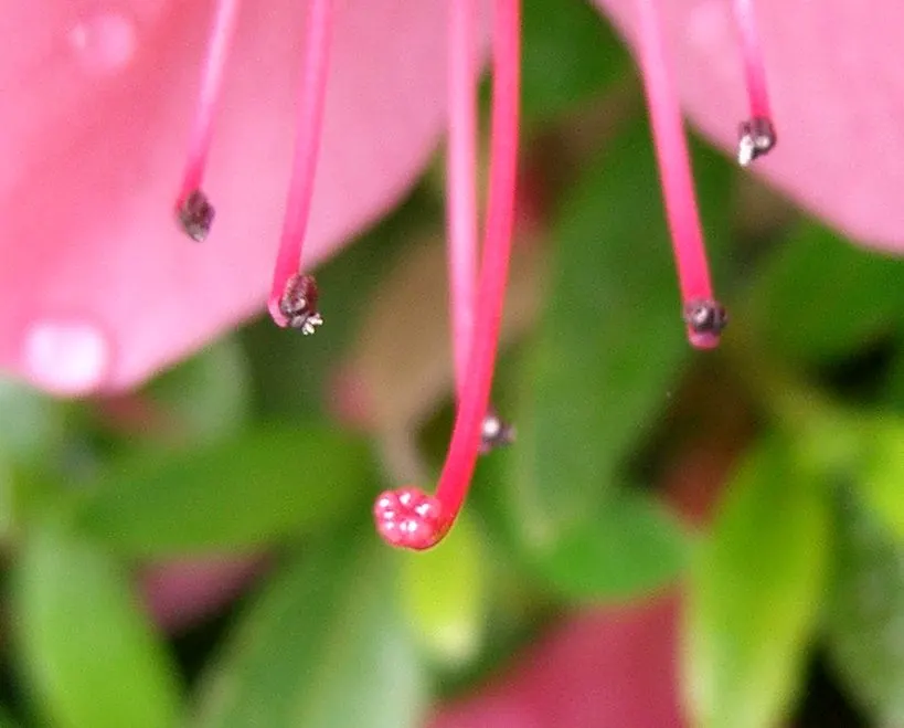 Azalea (Rhododendron Indicum) — prospering best in dappled sunlight, image 48