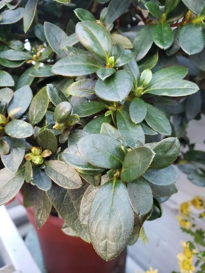 Azalea (Rhododendron Indicum) — evergreen shrub renowned for its vibrant spring blooms; an Azalea's ideal growing condition is acidic, well-draining soil rich