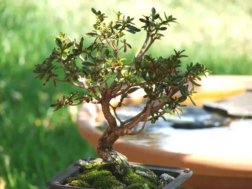 Azalea (Rhododendron Indicum) — they reach a height of 2 to 8 feet and a spread of 2 to 4 feet; ensure soil does not become, image 51