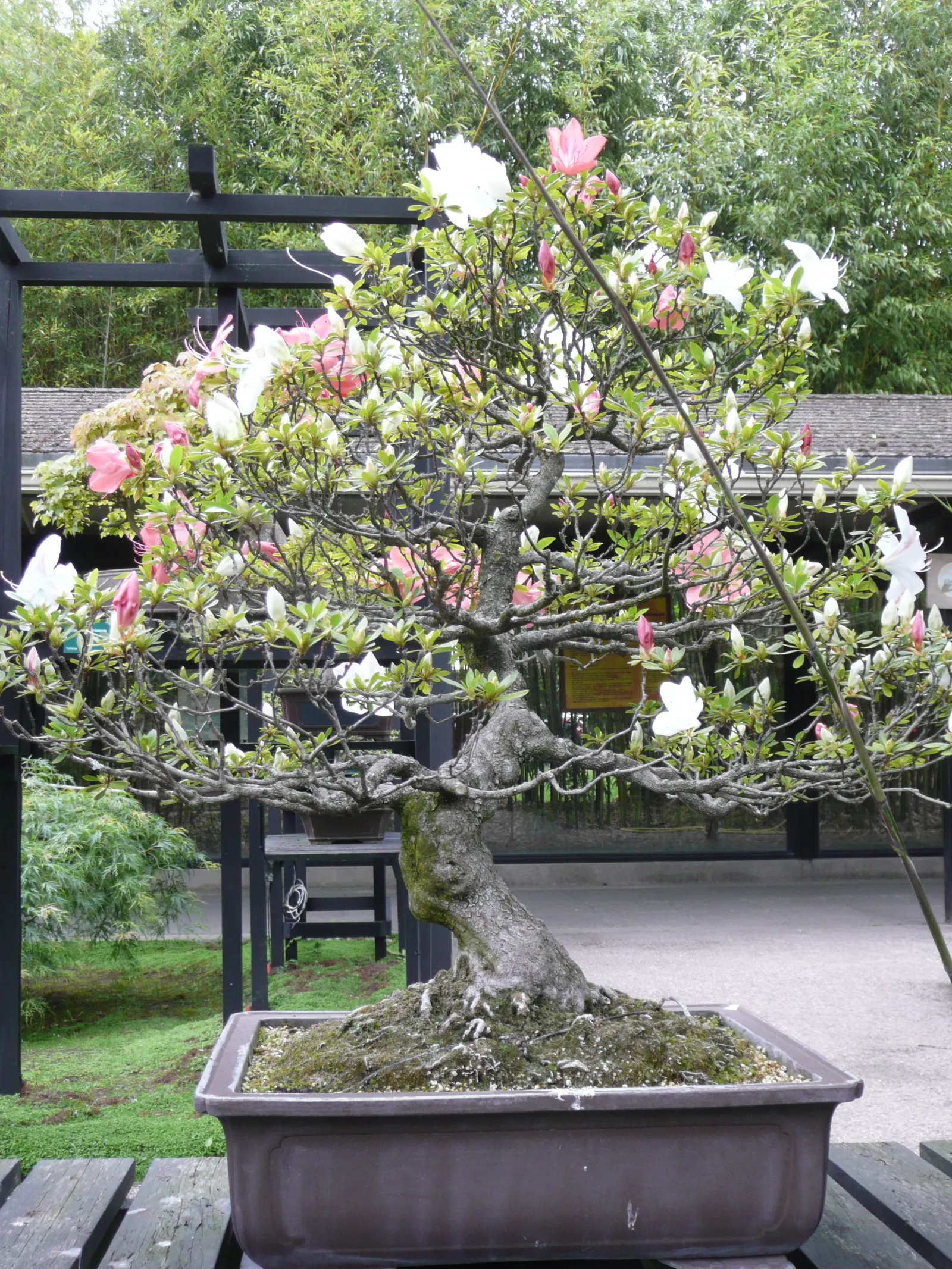 Azalea (Rhododendron Indicum) — Perfect for accentuating woodland gardens or mass plantings for a spectacular color display; is a popular flowering, image 64