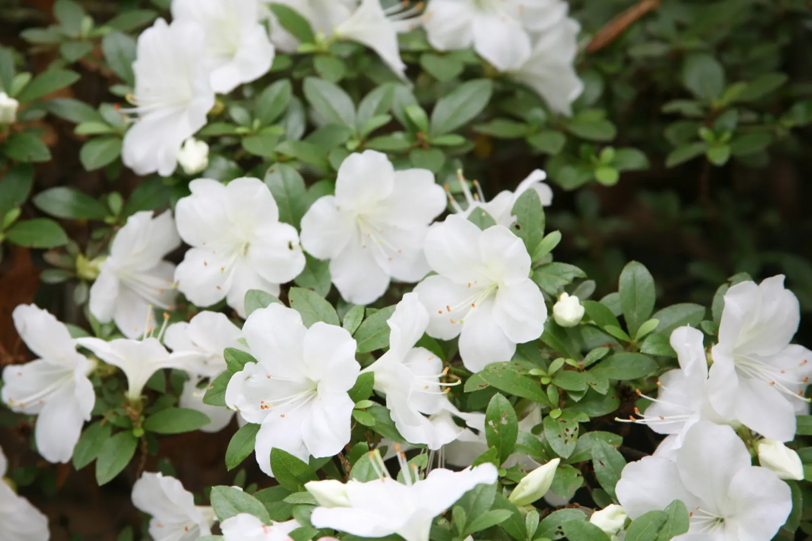 Azalea (Rhododendron Indicum) — pink flowers in the garden