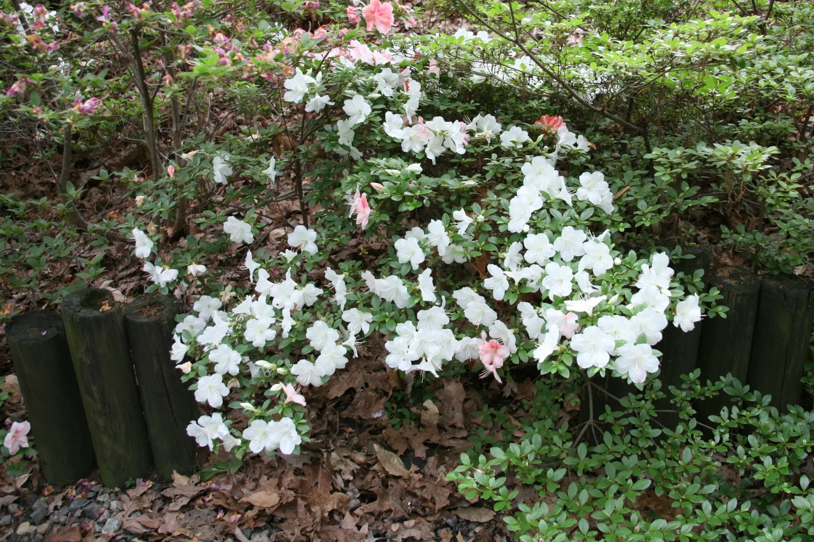Azalea (Rhododendron Indicum) — prospering best in dappled sunlight