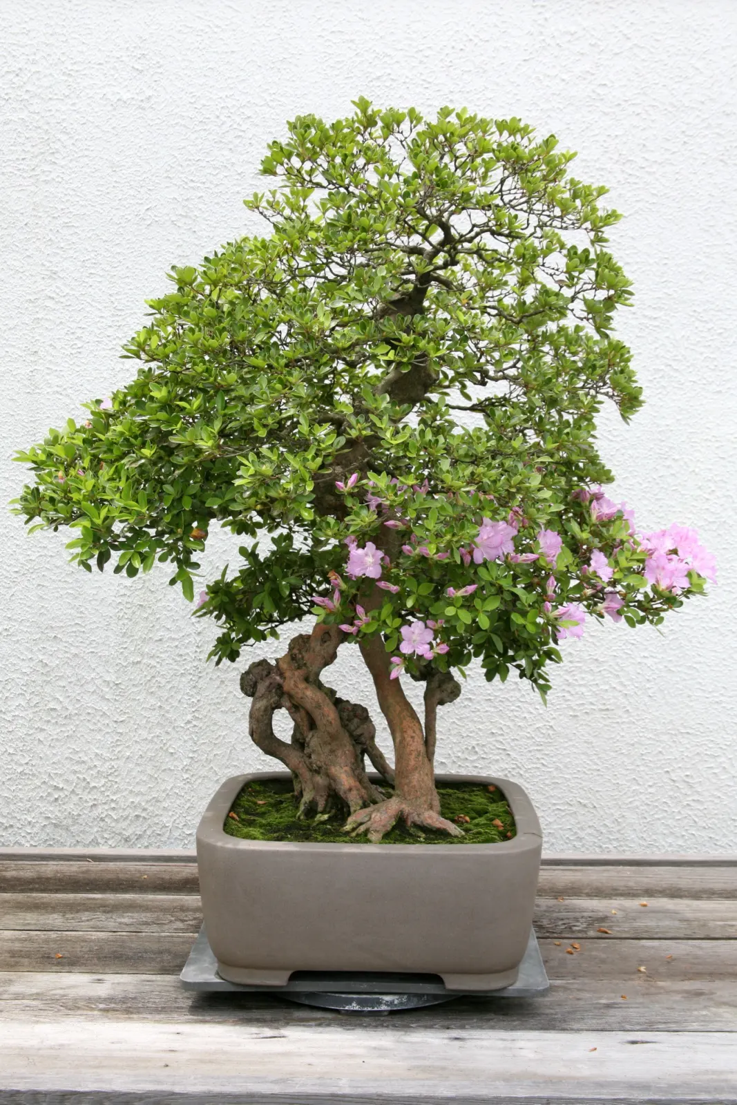 Azalea (Rhododendron Indicum) — prospering best in dappled sunlight, image 29