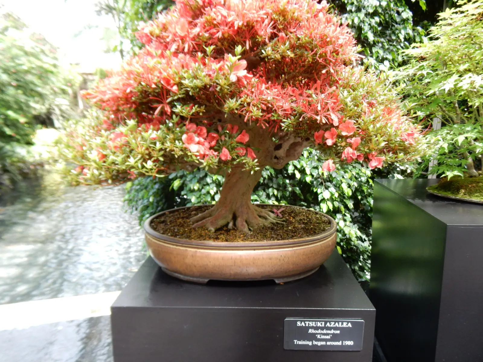 Azalea (Rhododendron Indicum) — Regular watering is needed for young plants, while mature Azaleas are more drought-tolerant