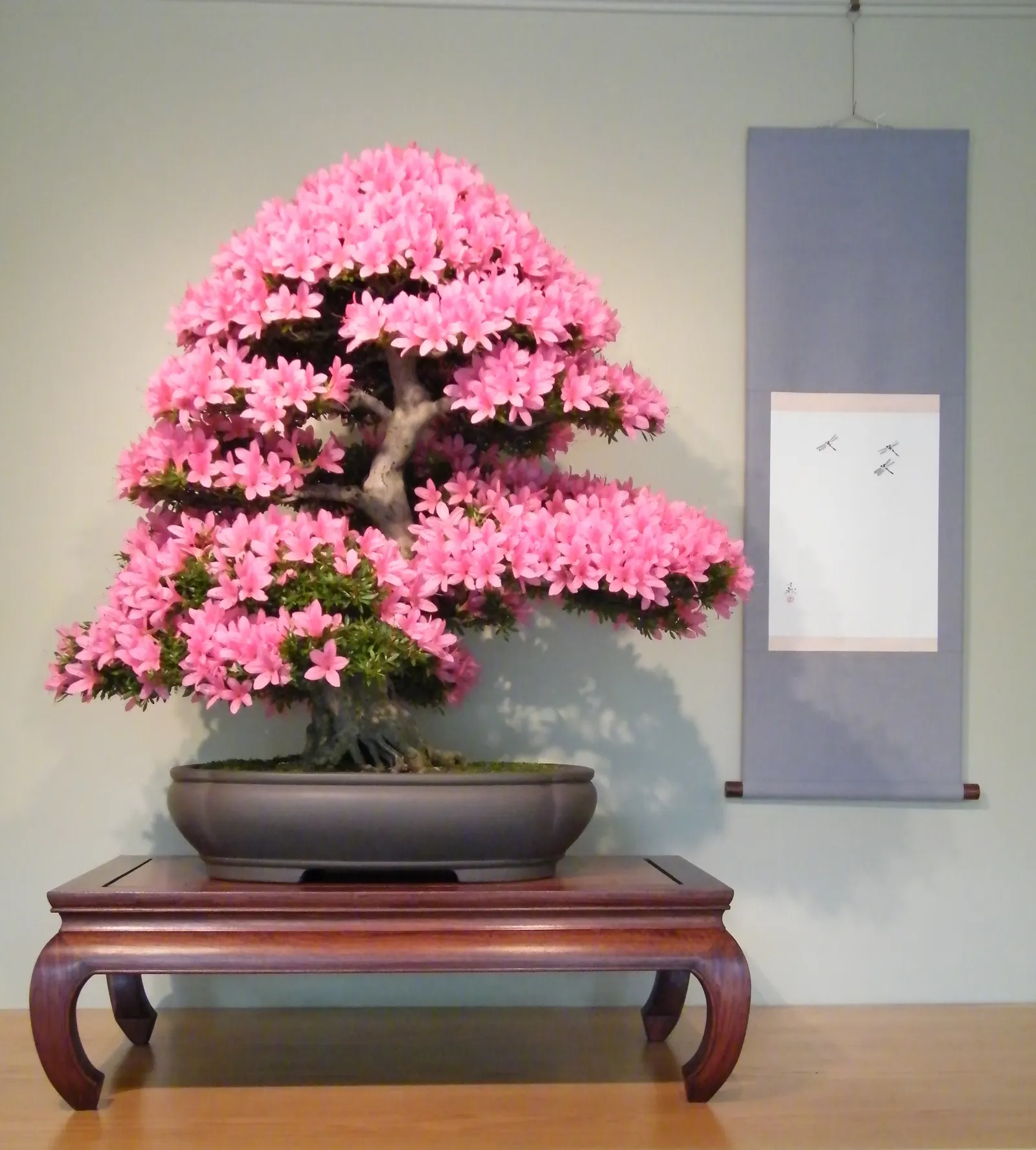 Azalea (Rhododendron Indicum) — Azalea (Rhododendron indicum) is a stunning; thriving in well-drained, acidic soil, they typically reach 2-4 feet, image 39