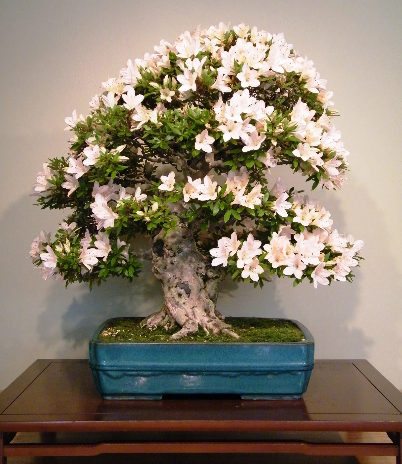 Azalea (Rhododendron Indicum) — Azalea (Rhododendron indicum) is a stunning; thriving in well-drained, acidic soil, they typically reach 2-4 feet in height