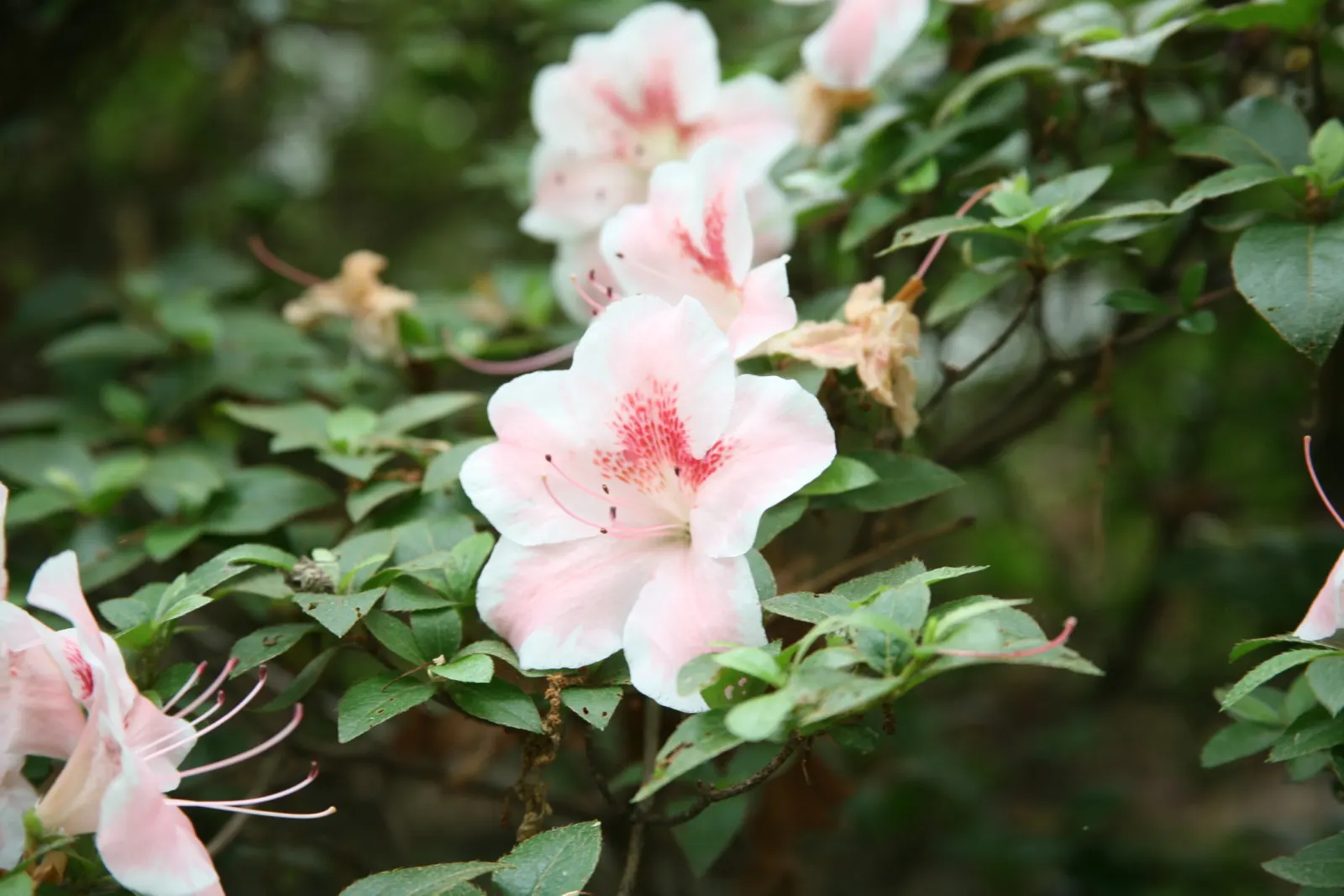Azalea (Rhododendron Indicum) — Empower their growth with an annual application of a slow-release