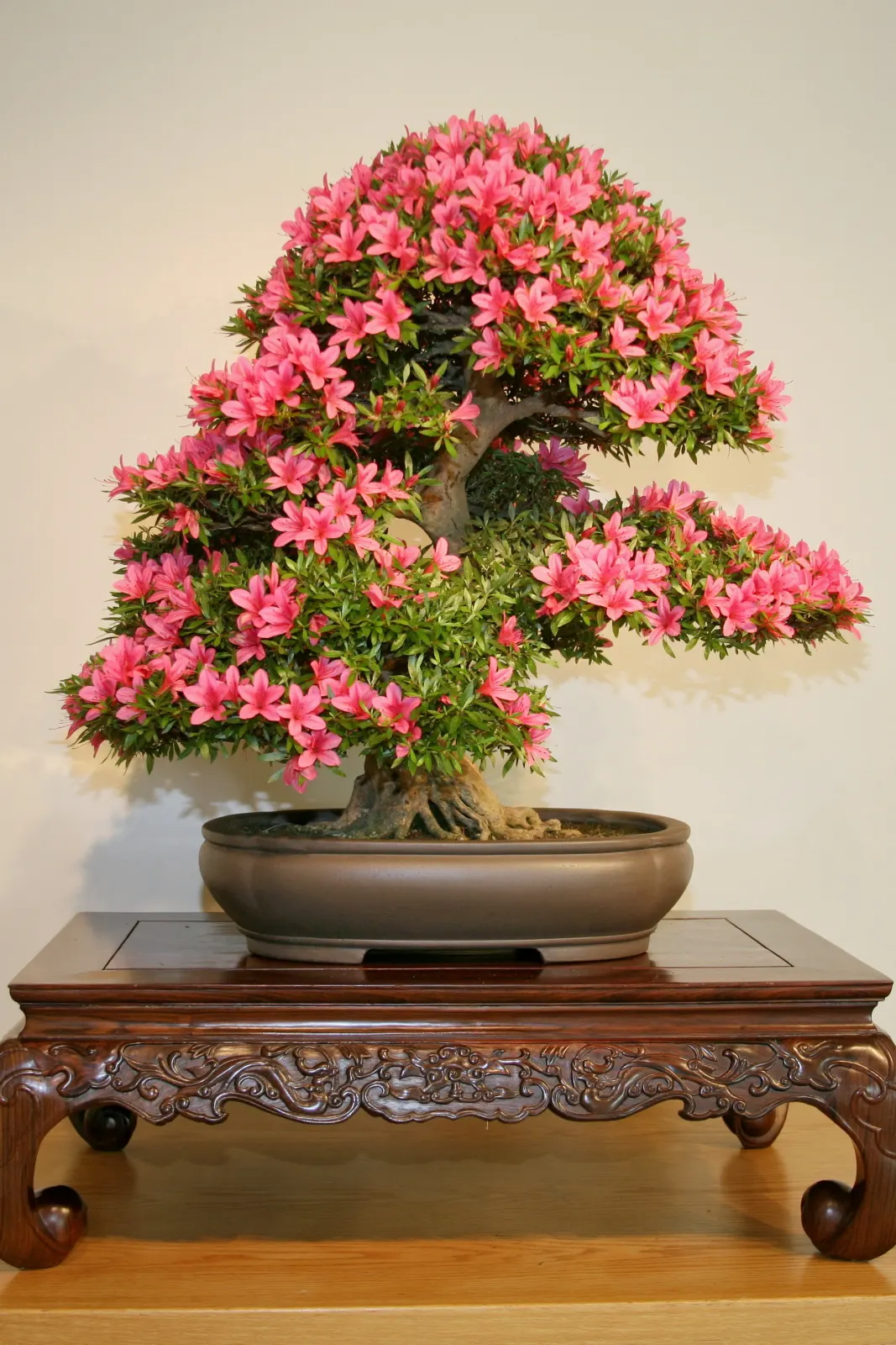 Azalea (Rhododendron Indicum) — is a popular flowering shrub well-suited for a striking accent in landscape designs; regular watering is needed for young