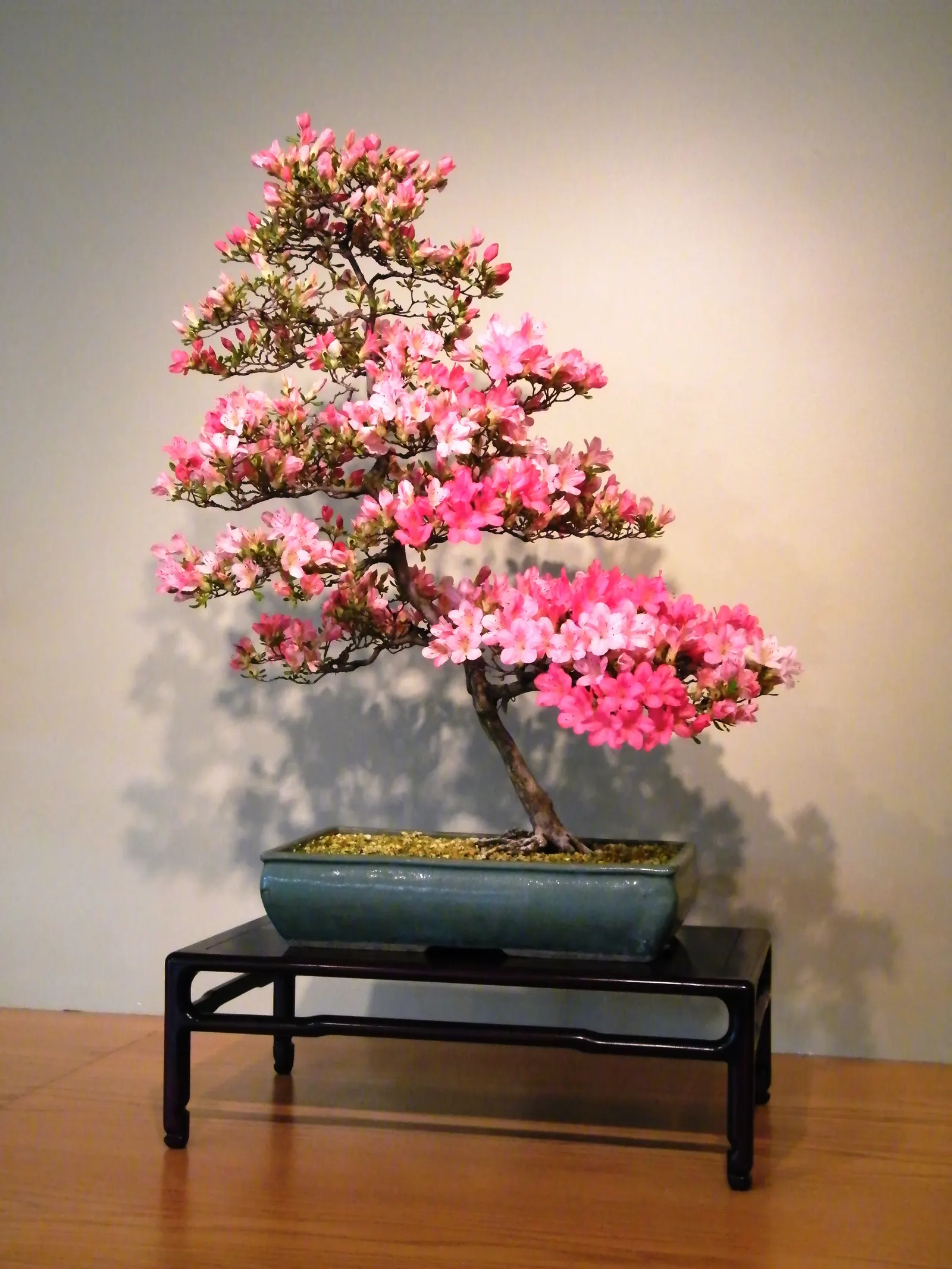 Azalea (Rhododendron Indicum) — shrub for half; empower their growth with an annual application of a slow-release