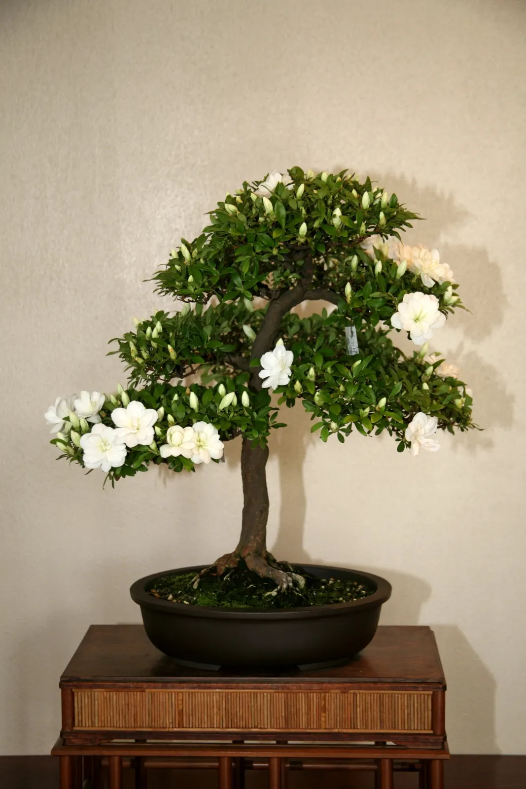 Azalea (Rhododendron Indicum) — Perfect for accentuating woodland gardens or mass plantings for a spectacular color display; is a popular flowering, image 45