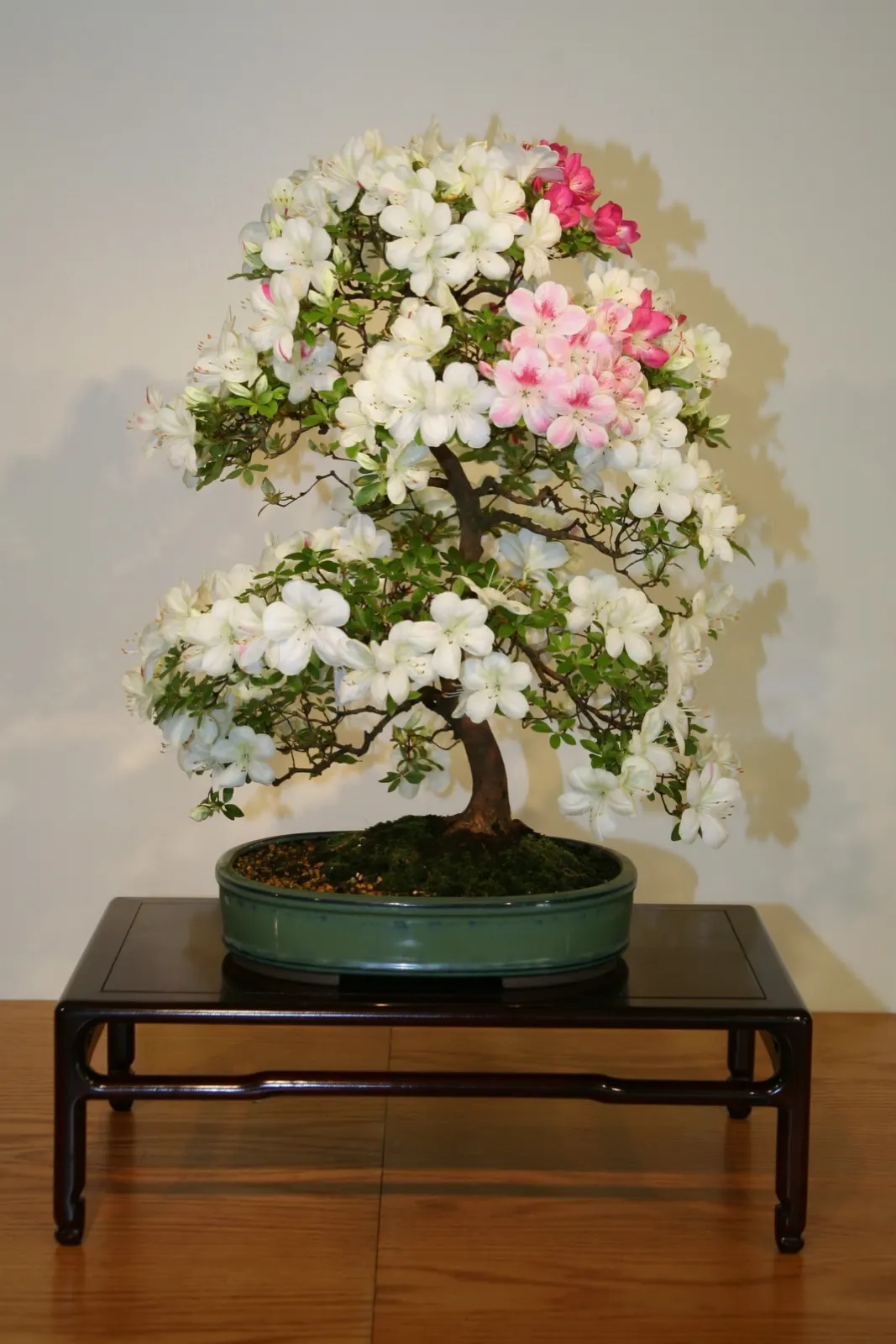 Azalea (Rhododendron Indicum) — which range from white to deep red; shrub with pink blooms, image 41